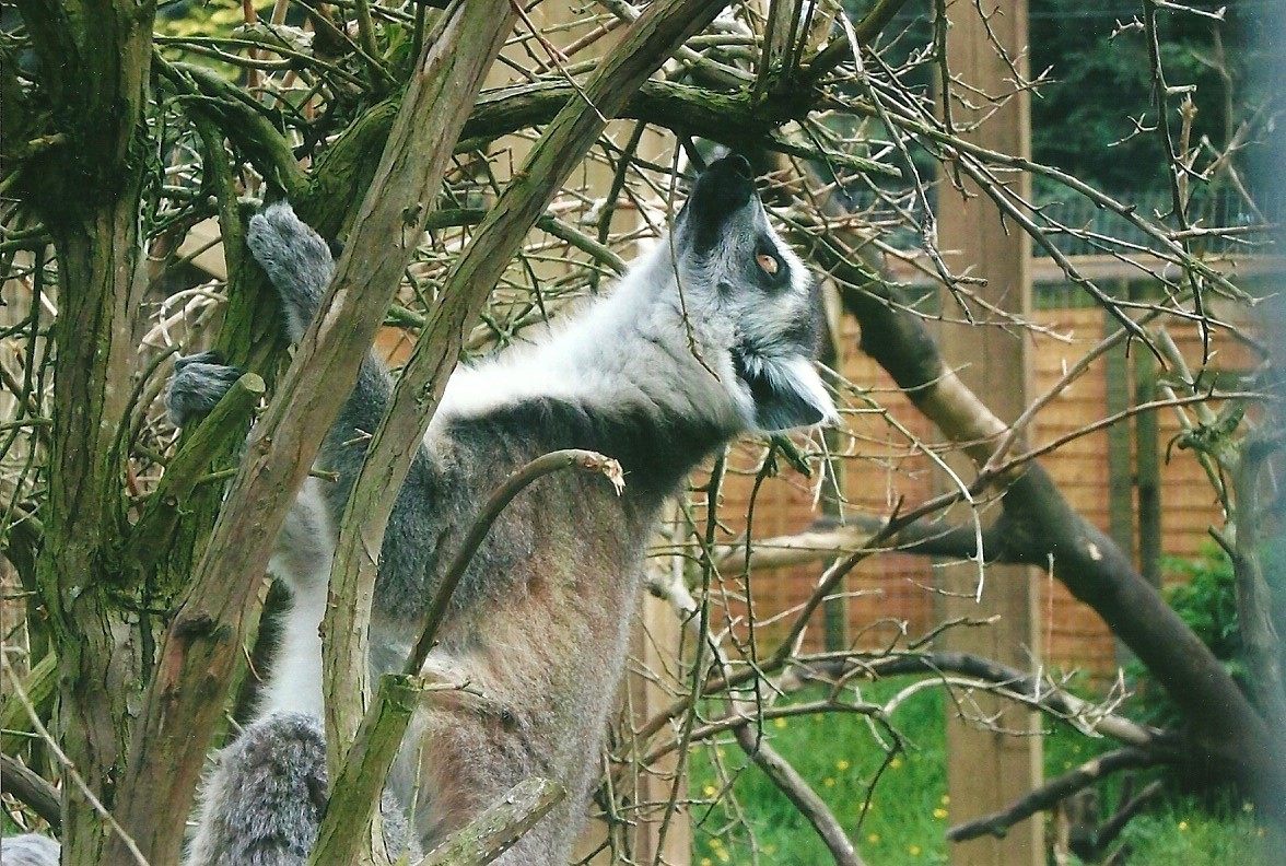 Ring-tailed Lemur, Spring 2013