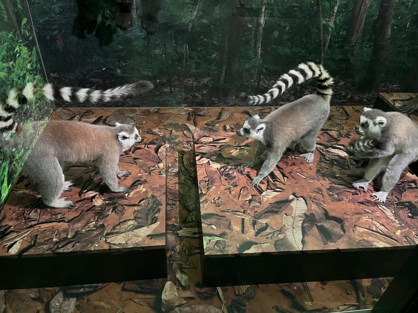 Ring-tailed lemur stink fight diorama 1.8.25