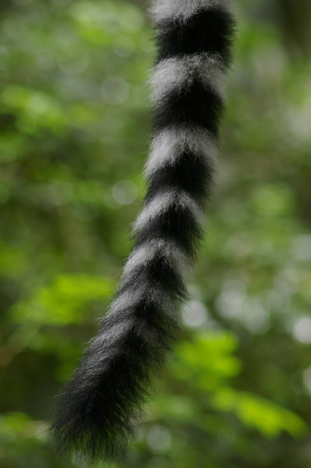 ring-tailed lemur tail