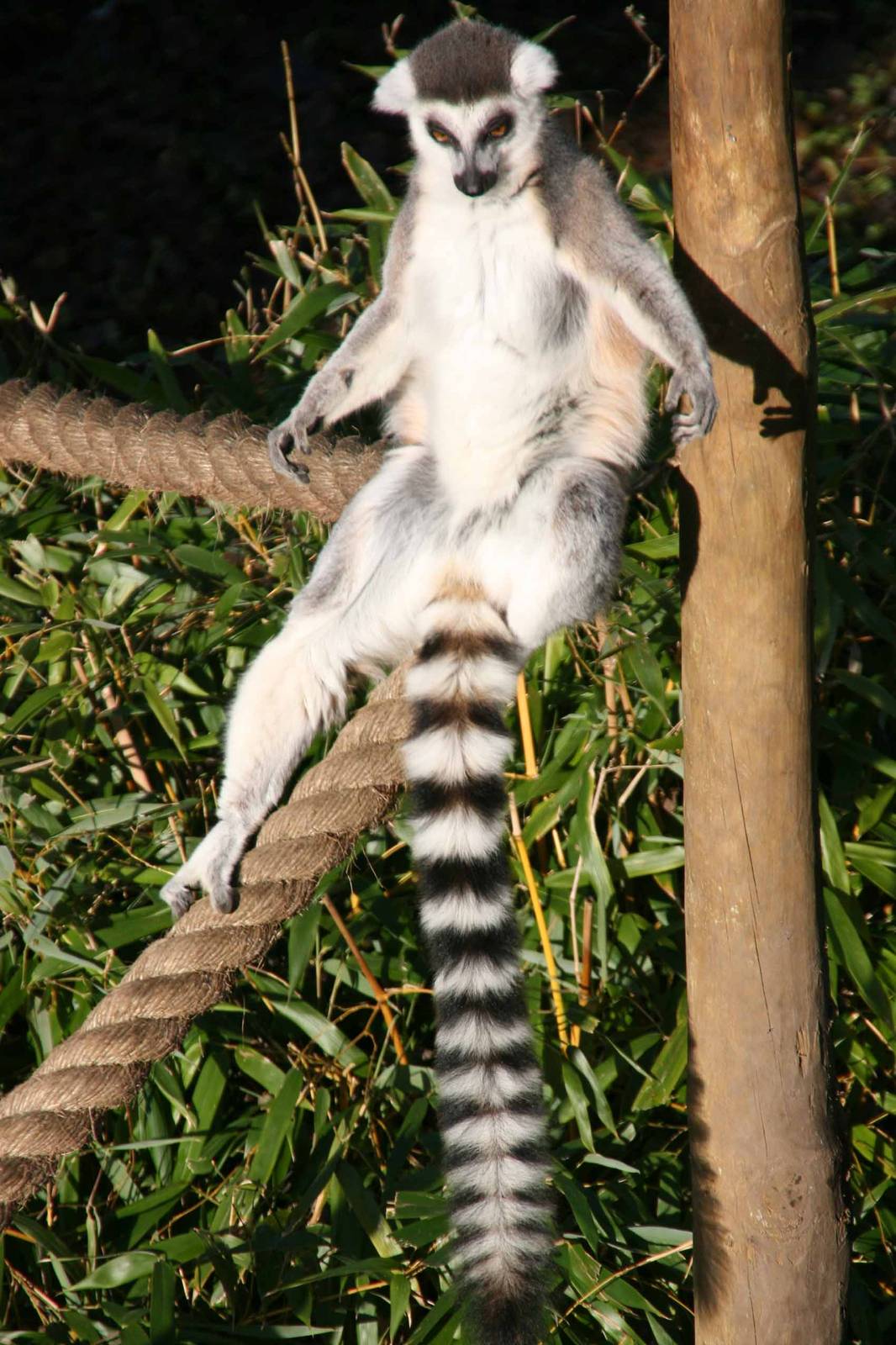Ring Tailed Lemur takes it easy