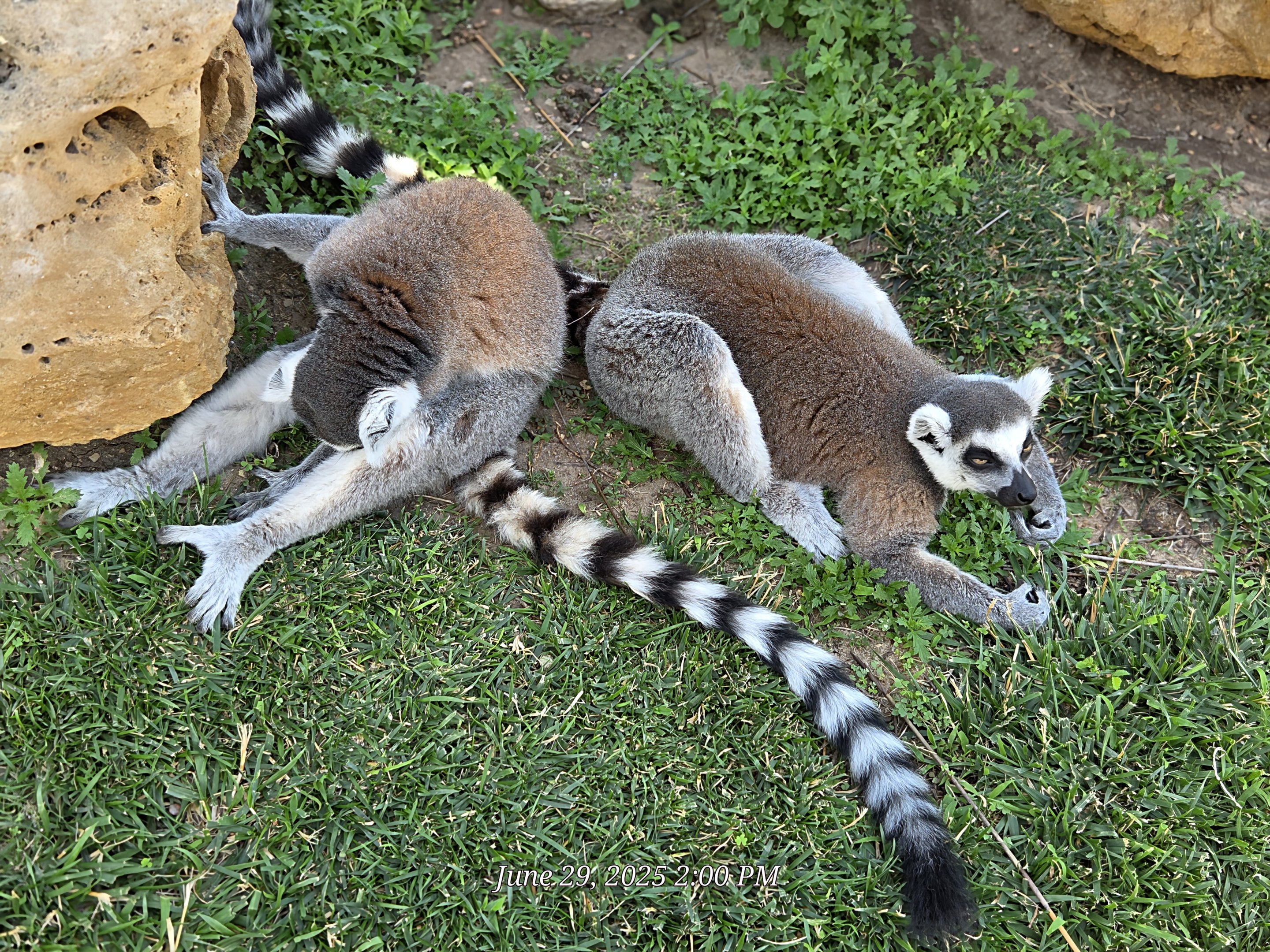 Ring-Tailed Lemur - Tanganyika Wildlife Park