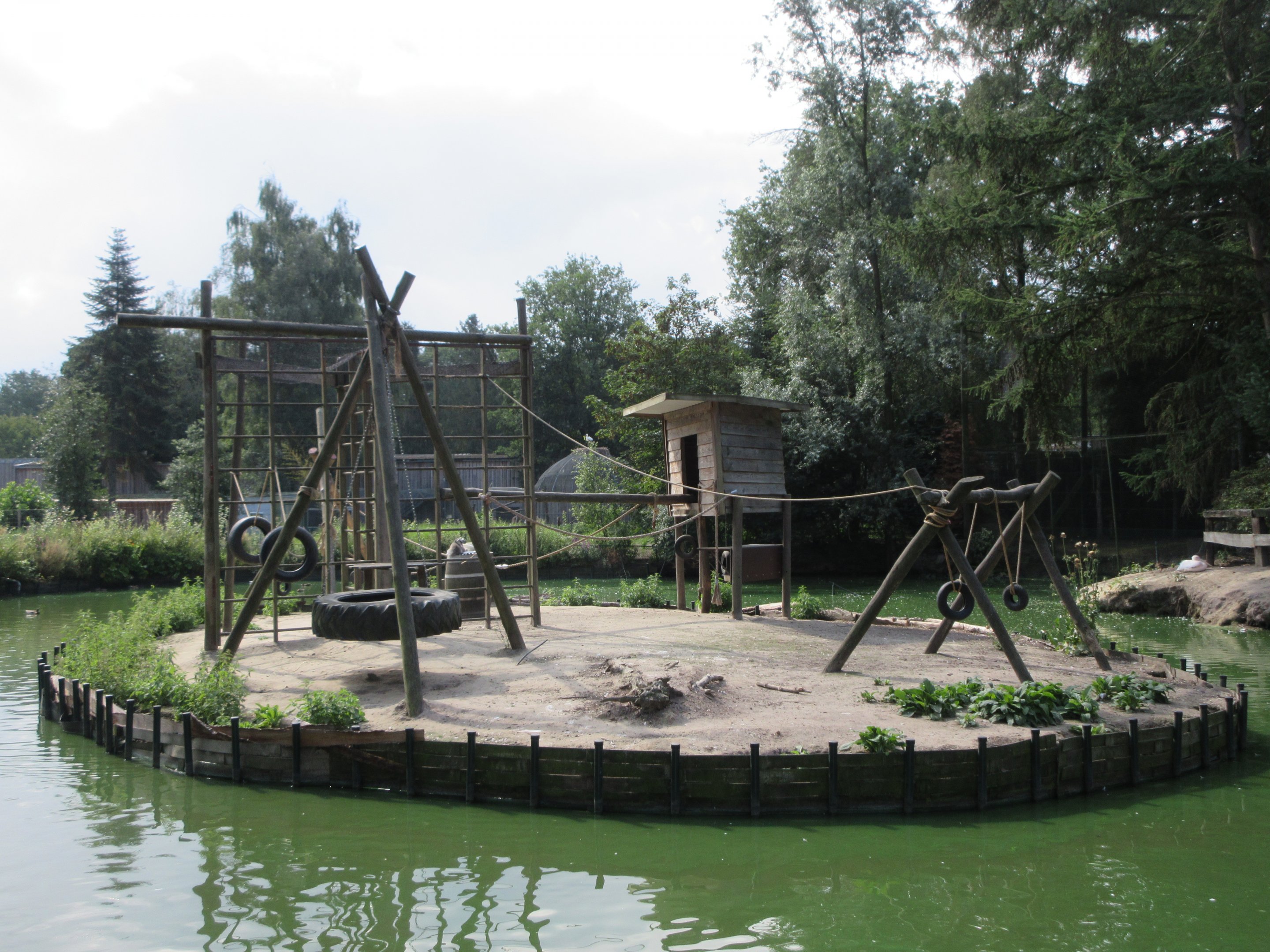 Ring-tailed Lemur 'Tire Island'