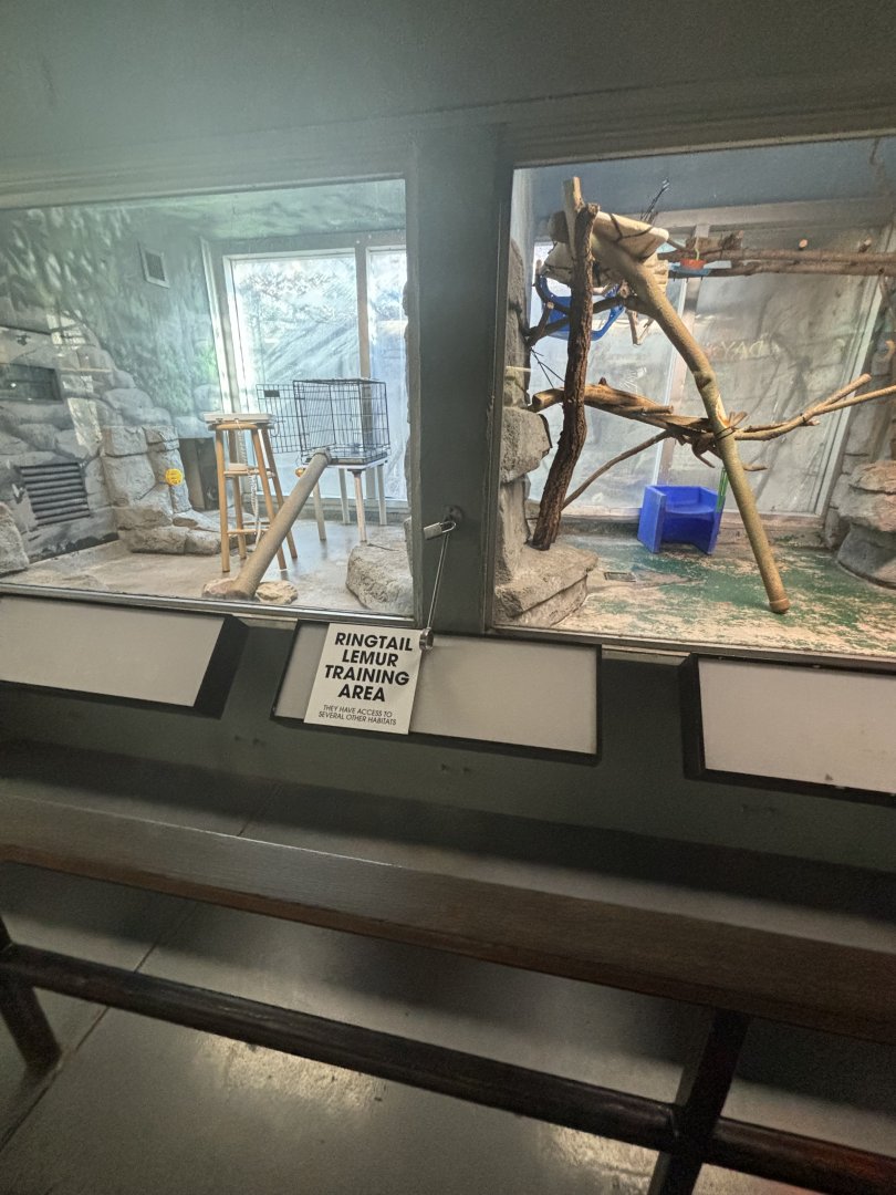 Ring-Tailed Lemur Training Area