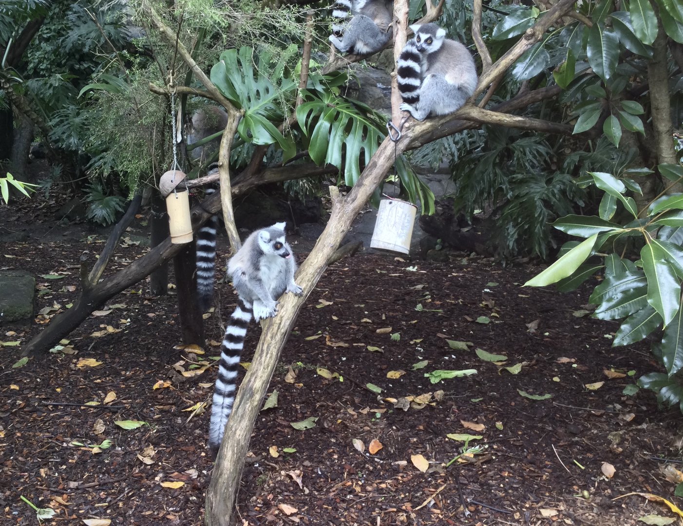 Ring-tailed Lemur Troop