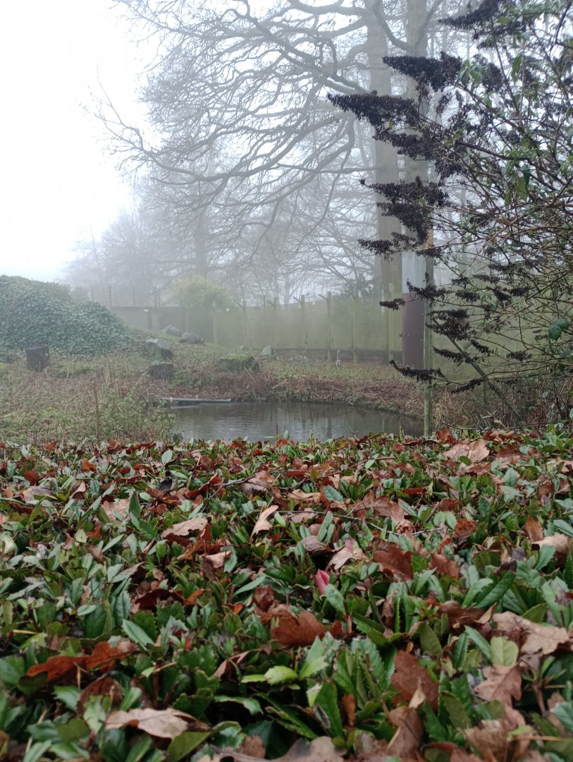 Ring-tailed lemur troop