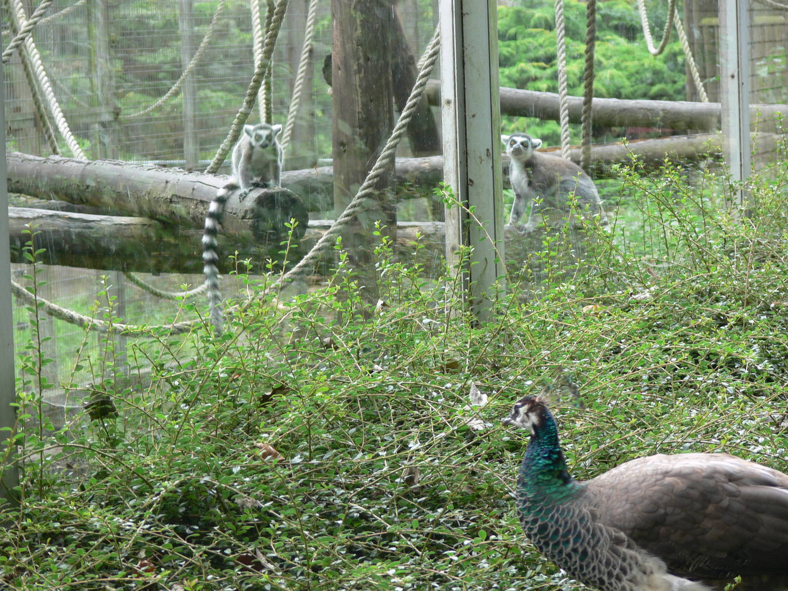 Ring-tailed Lemur v Peacock at Blackpool Zoo, 16/08/14