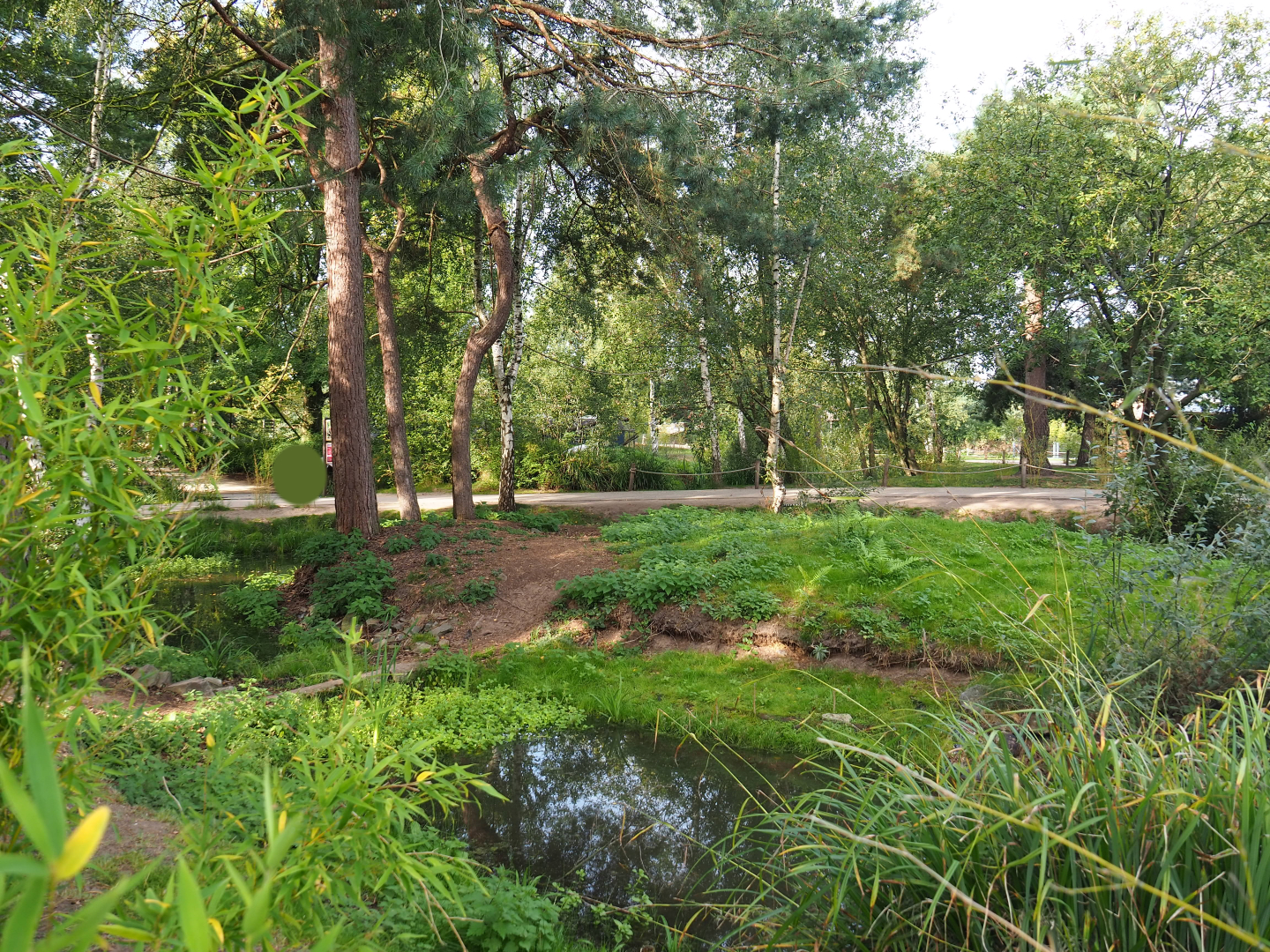 Ring-tailed lemur walk-through area, 2019-09-15