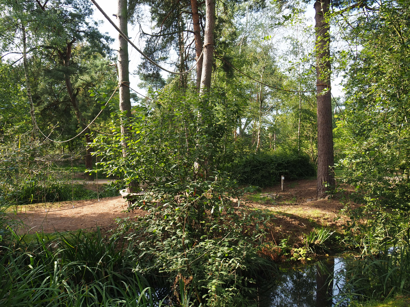 Ring-tailed lemur walk-through area, 2019-09-15