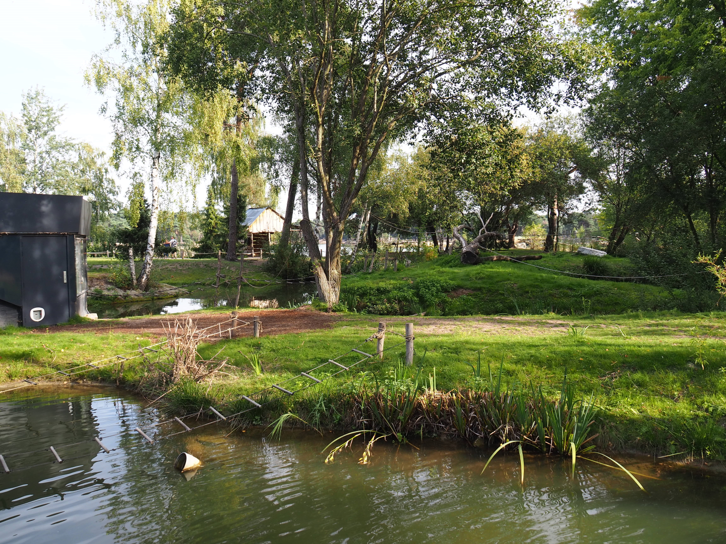 Ring-tailed lemur walk-through area with the original island, 2019-09-15