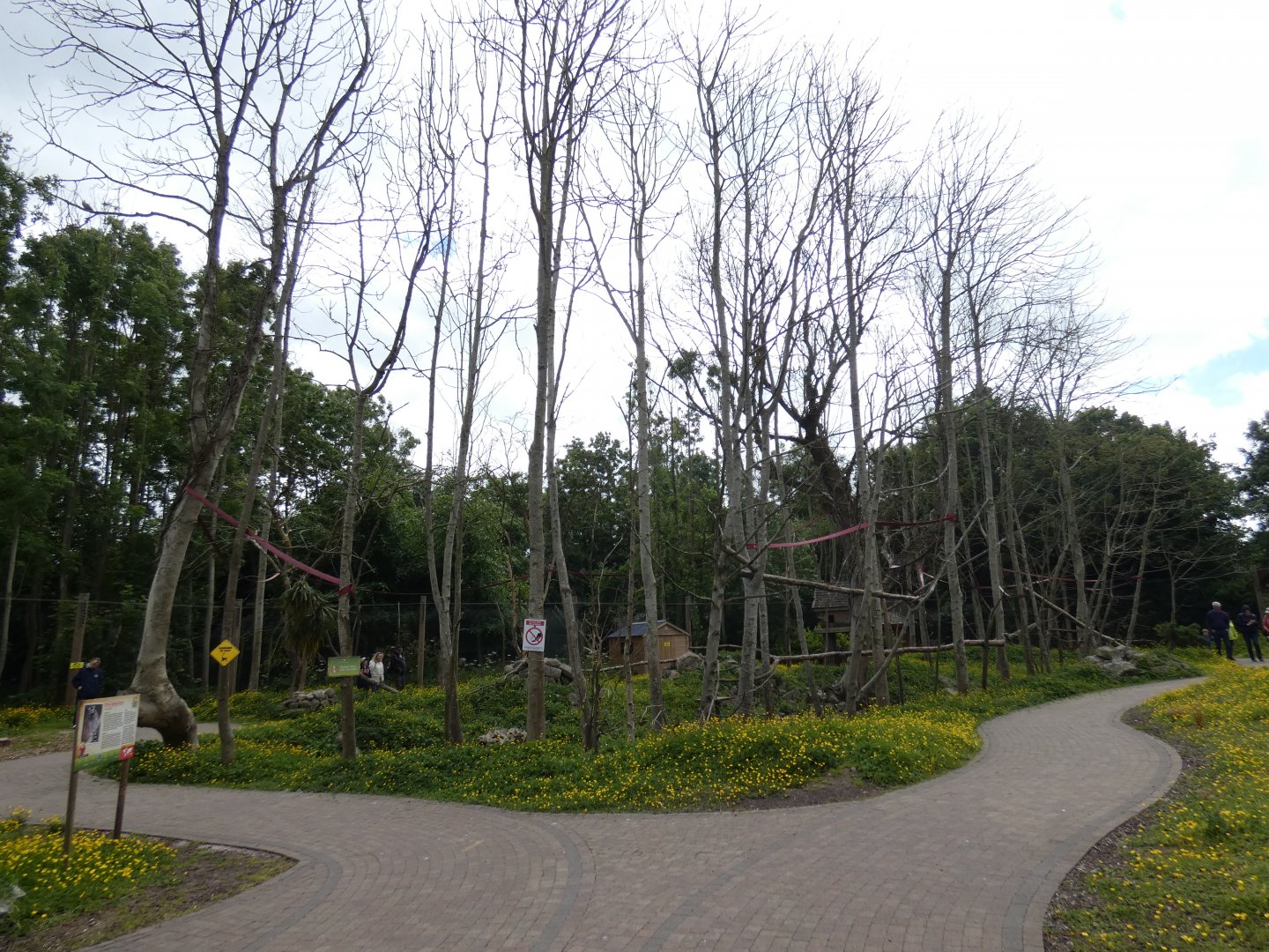 Ring-tailed lemur walk-through enclosure