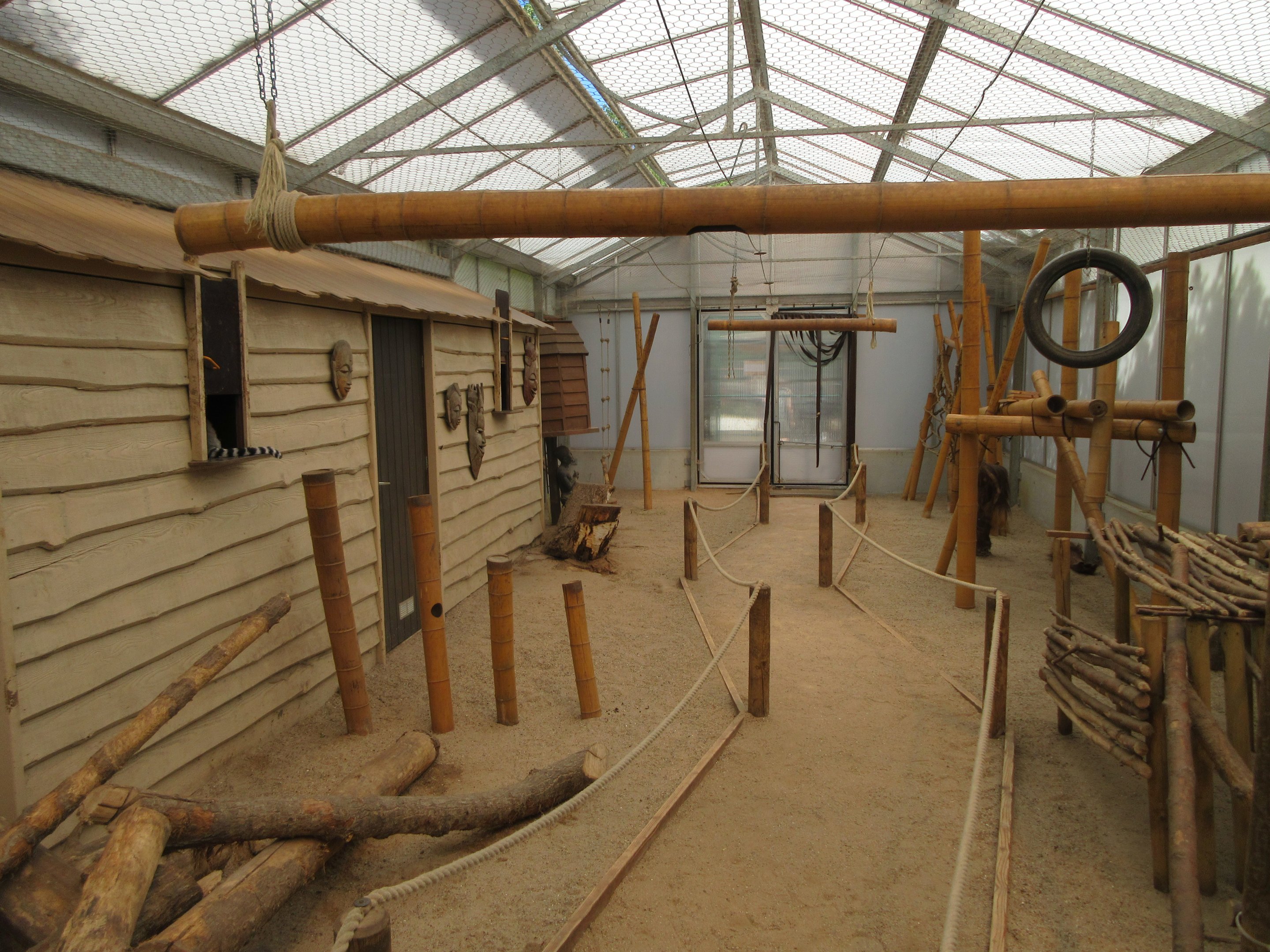 Ring-tailed Lemur Walk-Through Exhibit (indoors)