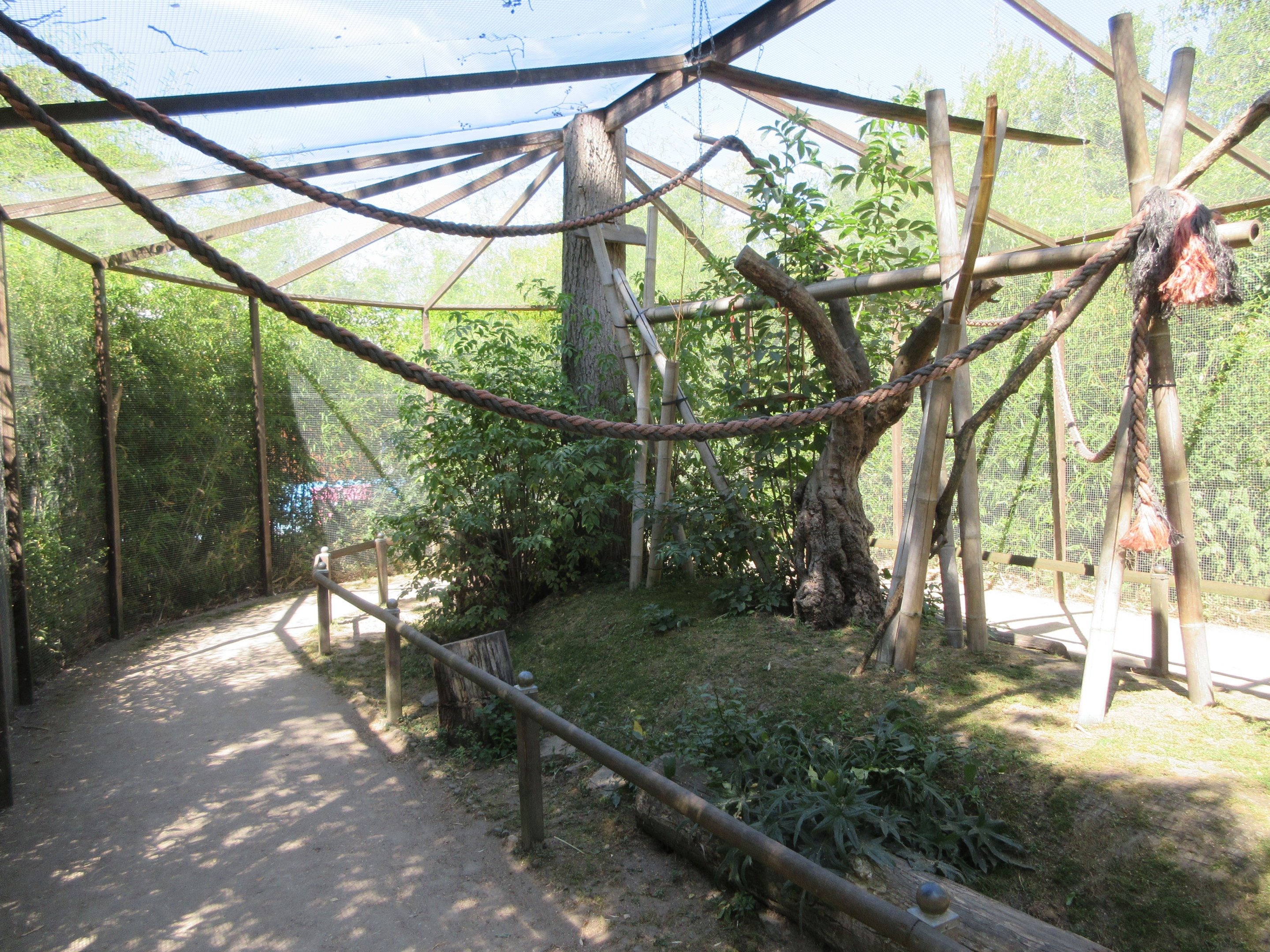 Ring-tailed Lemur Walk-Through Exhibit (outdoors)