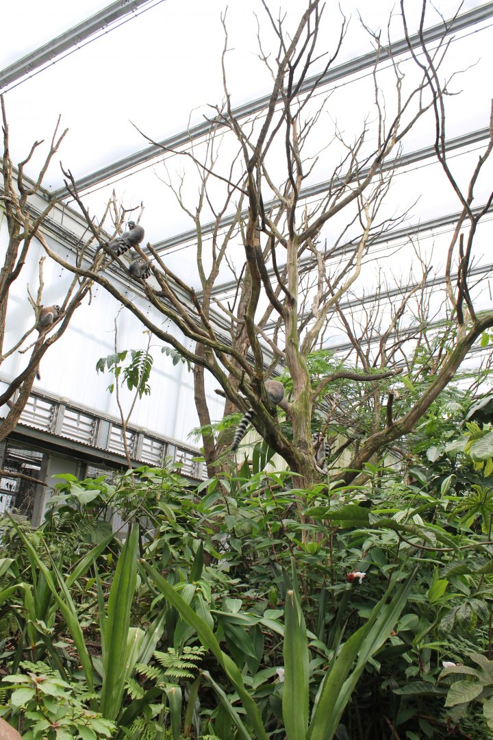 Ring-tailed lemur Walk-through