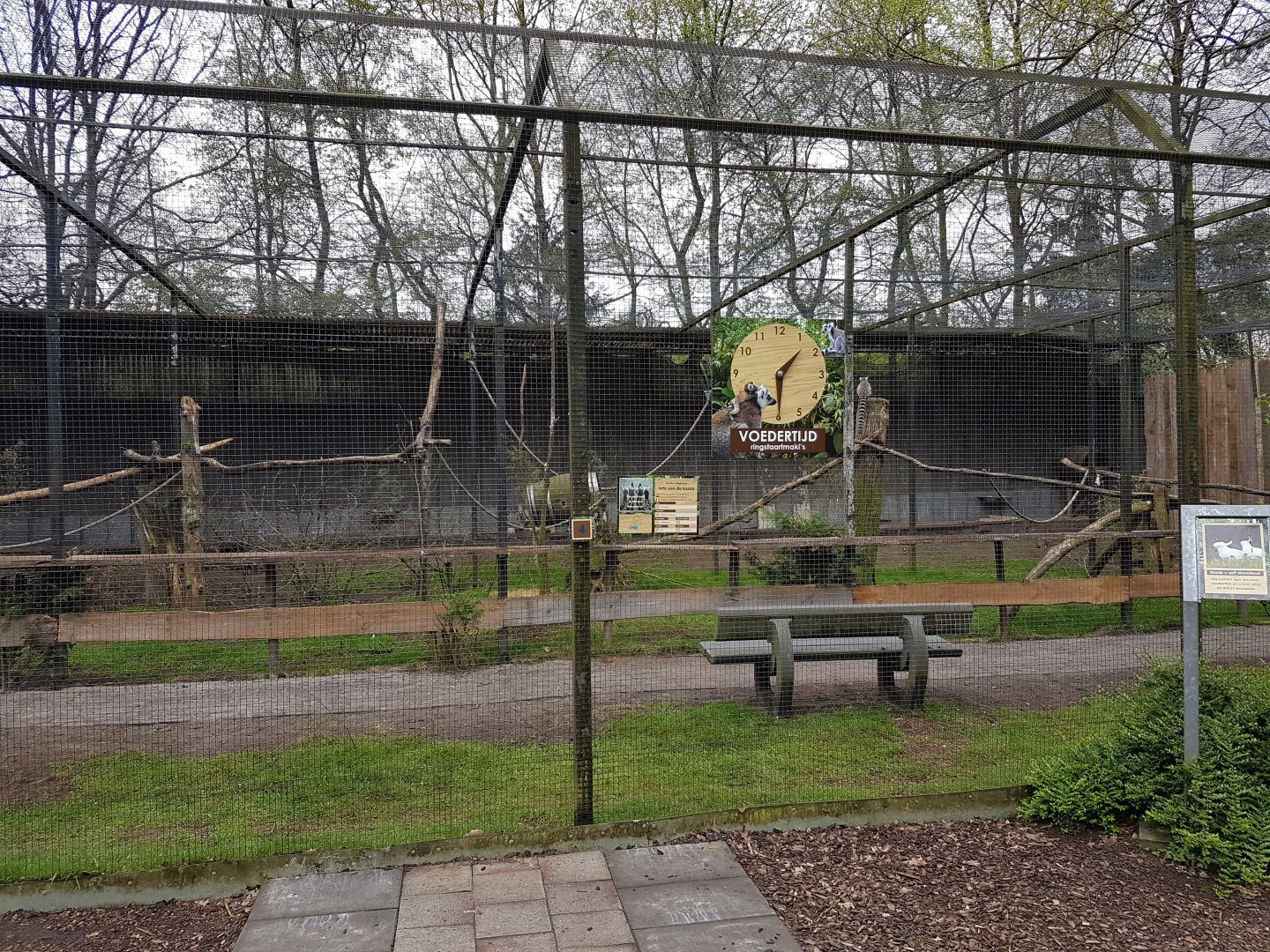 Ring-tailed lemur walk-through