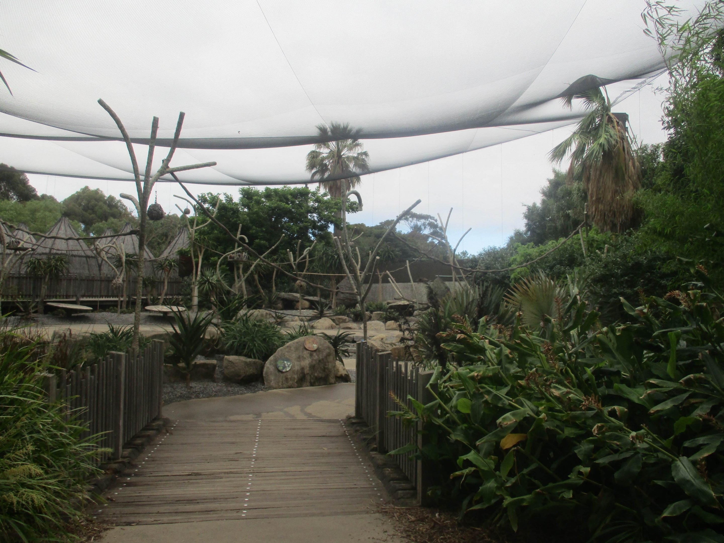 Ring-tailed Lemur Walk-through