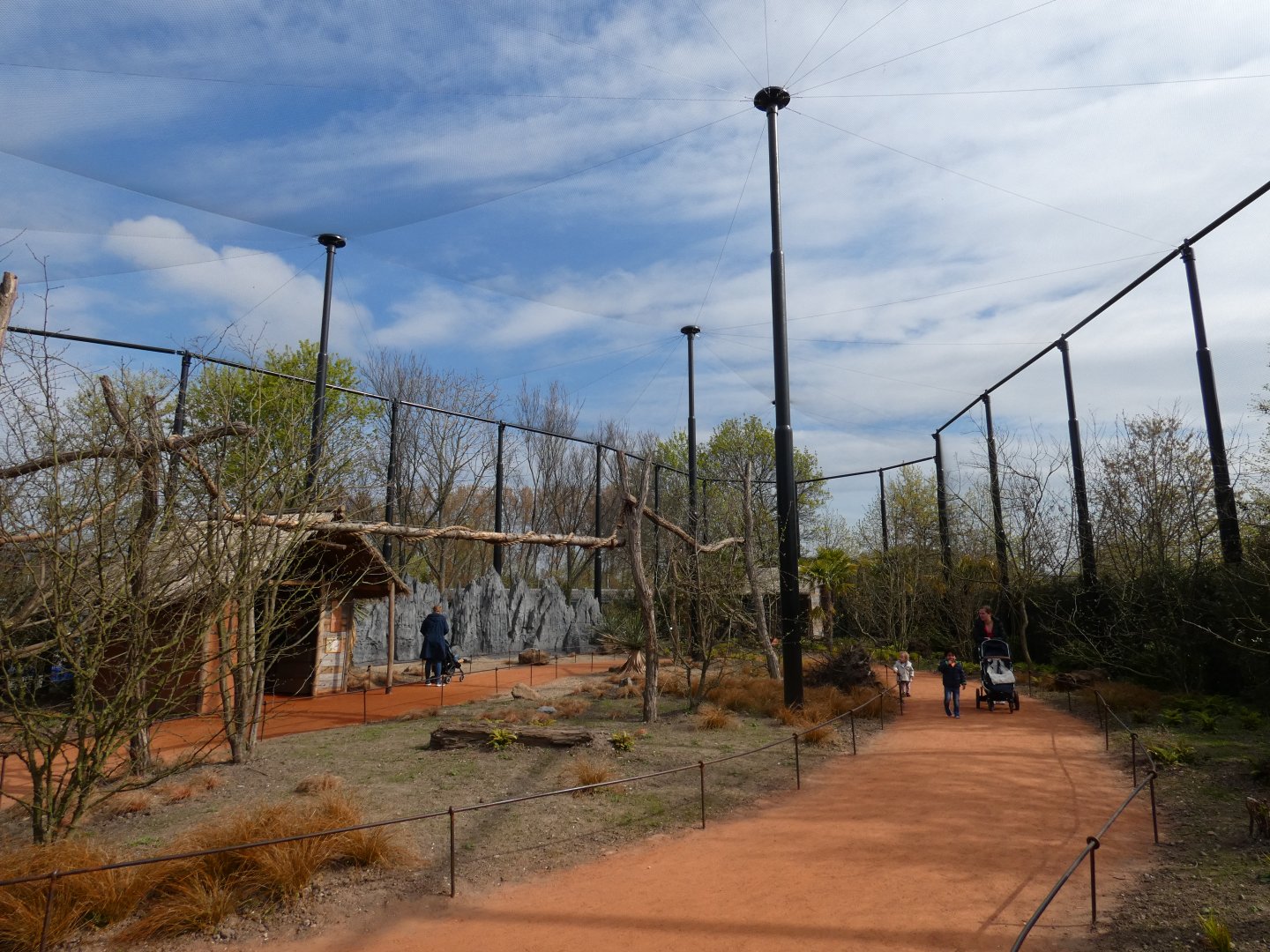 Ring-tailed Lemur walk-through