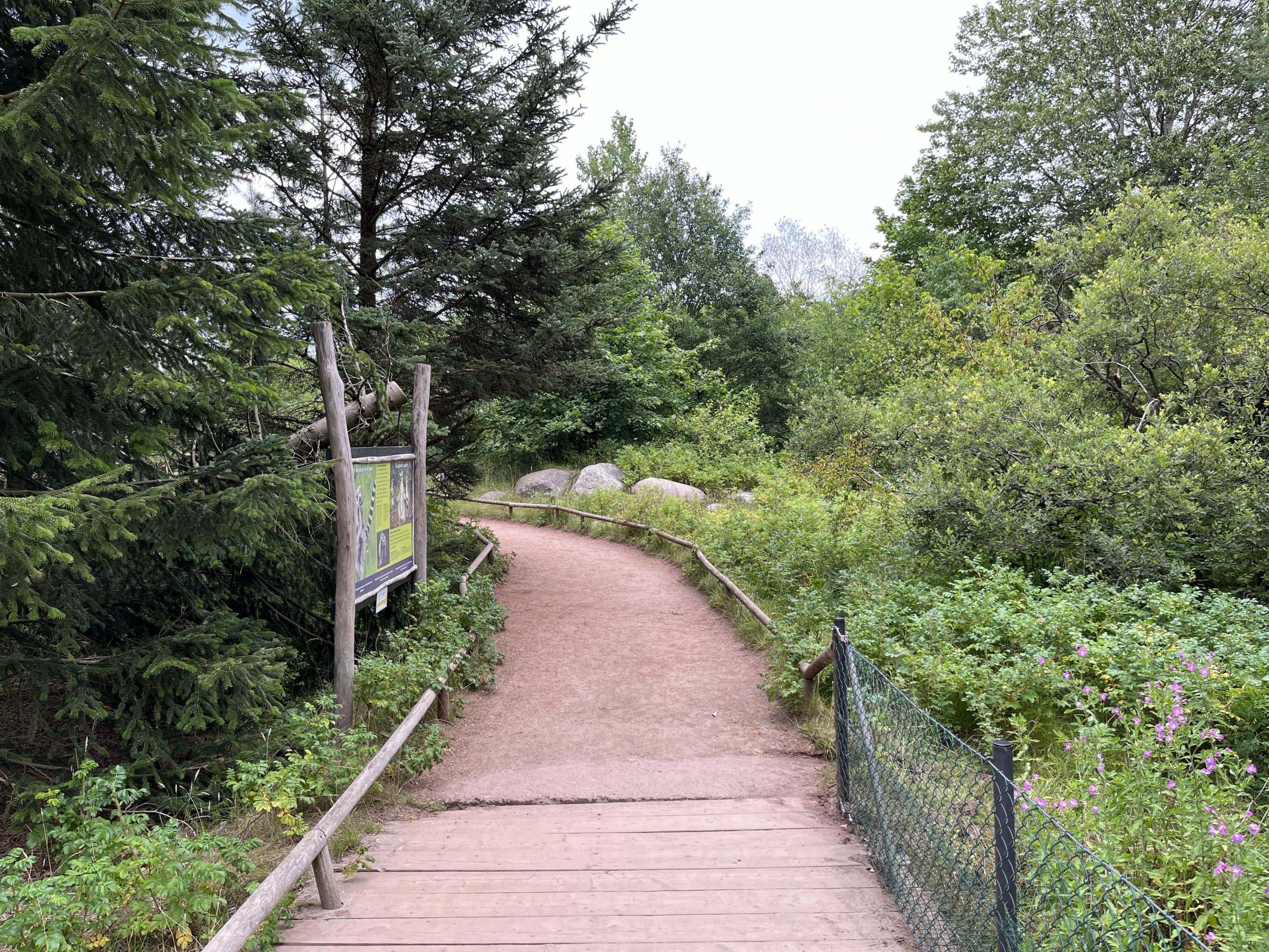 Ring-tailed Lemur Walk Through