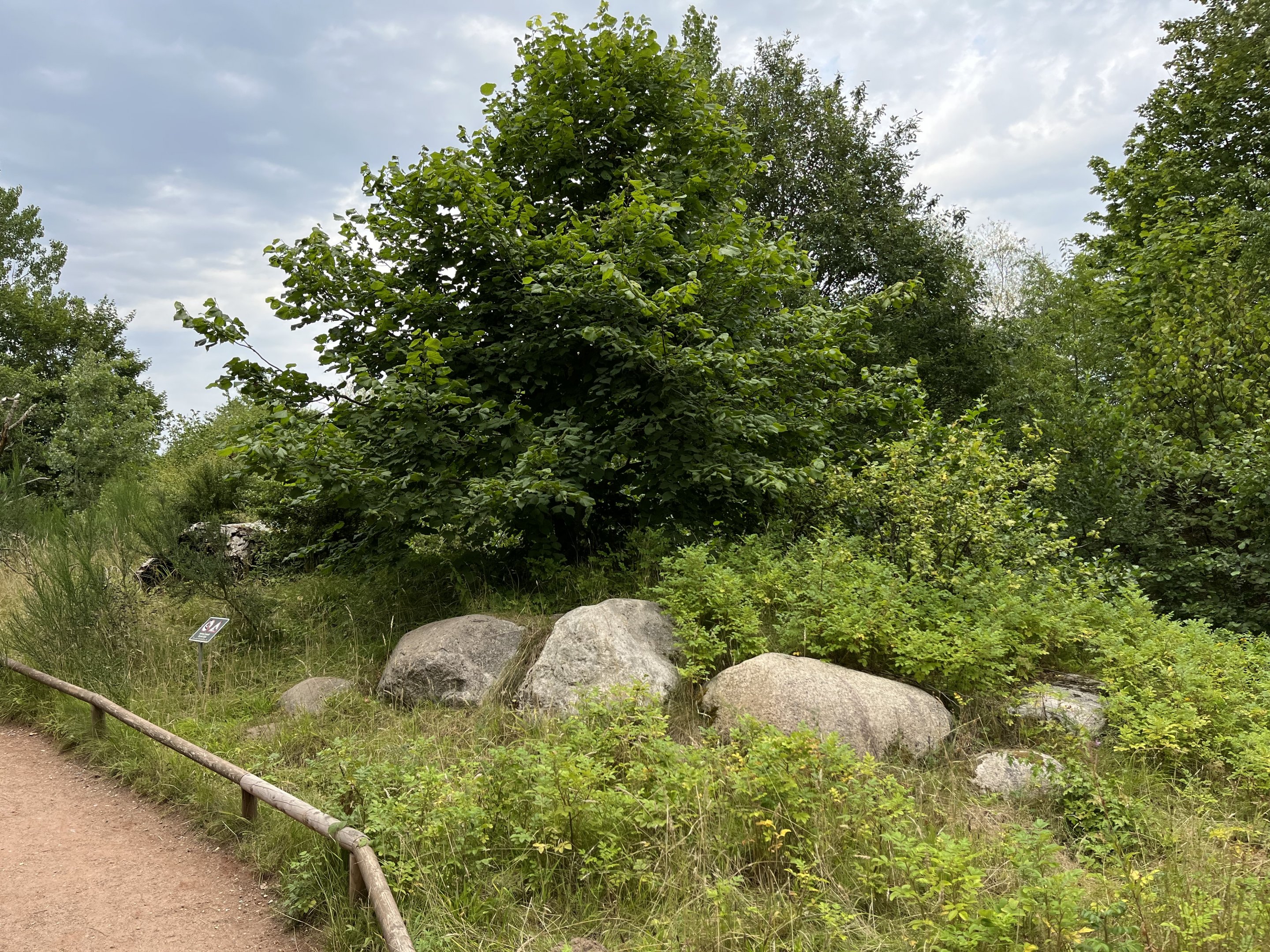 Ring-tailed Lemur Walk Through