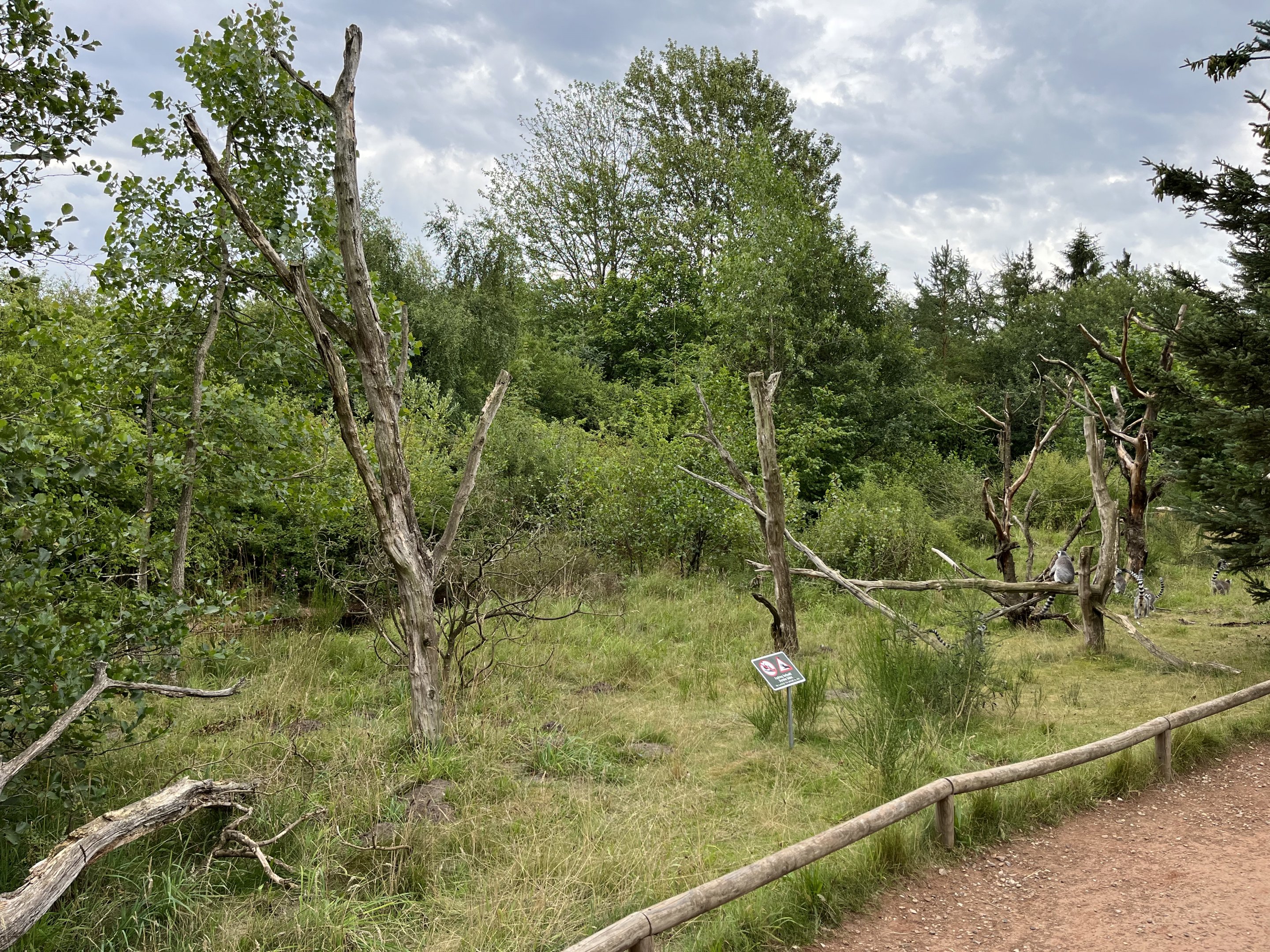 Ring-tailed Lemur Walk Through