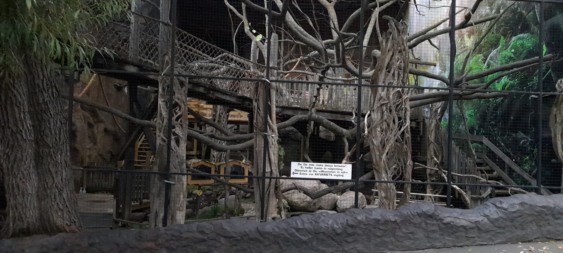 Ring tailed lemur walk through