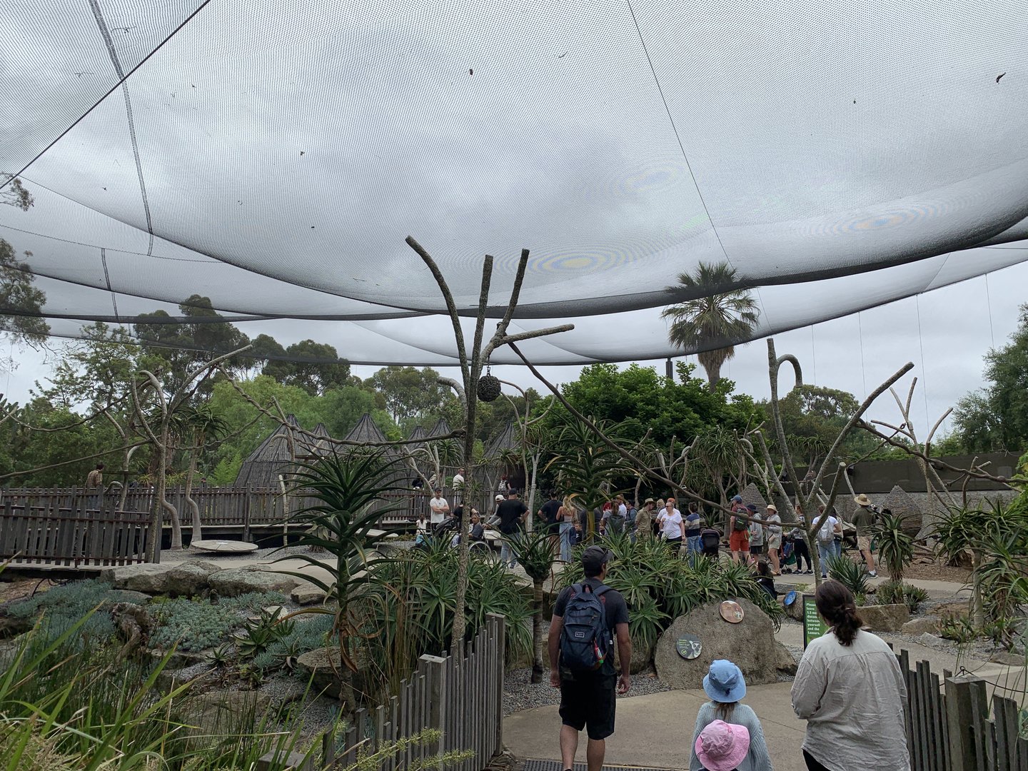 Ring-tailed Lemur Walk-through