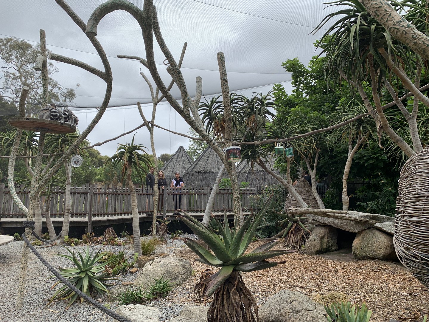 Ring-tailed Lemur Walk-through
