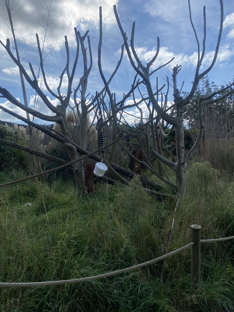 Ring-tailed lemur walkthrough 140923