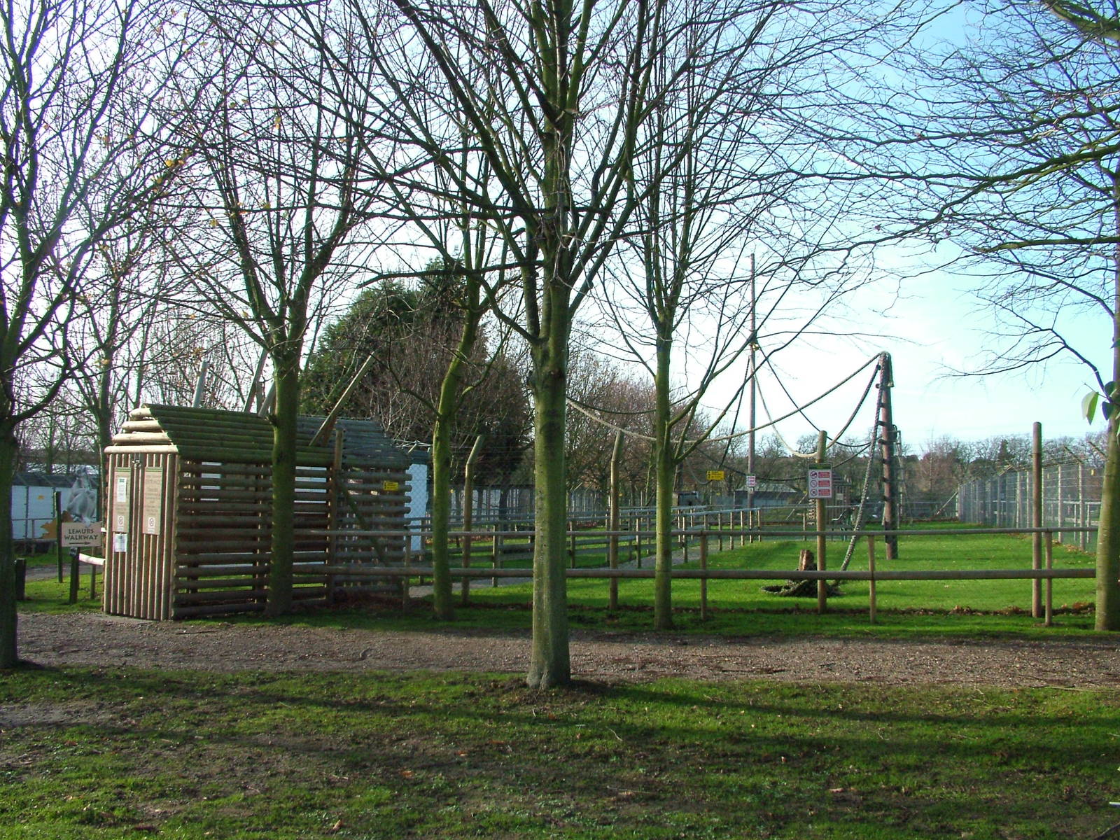 Ring-tailed Lemur walkthrough at Wingham 28/11/09