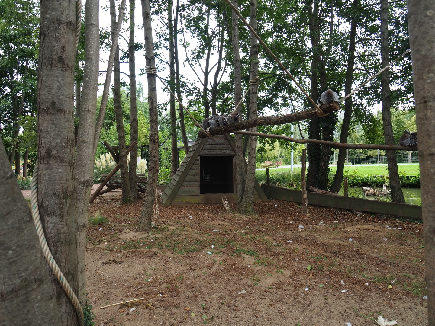 Ring-tailed lemur walkthrough exhibit (Aug 28th, 2018)
