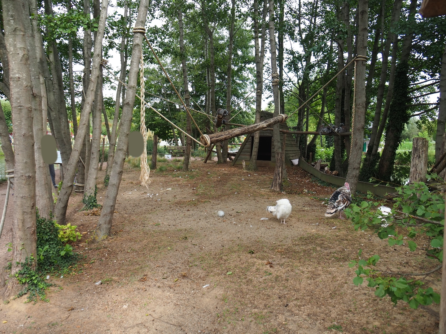 Ring-tailed lemur walkthrough exhibit (Aug 28th, 2018)