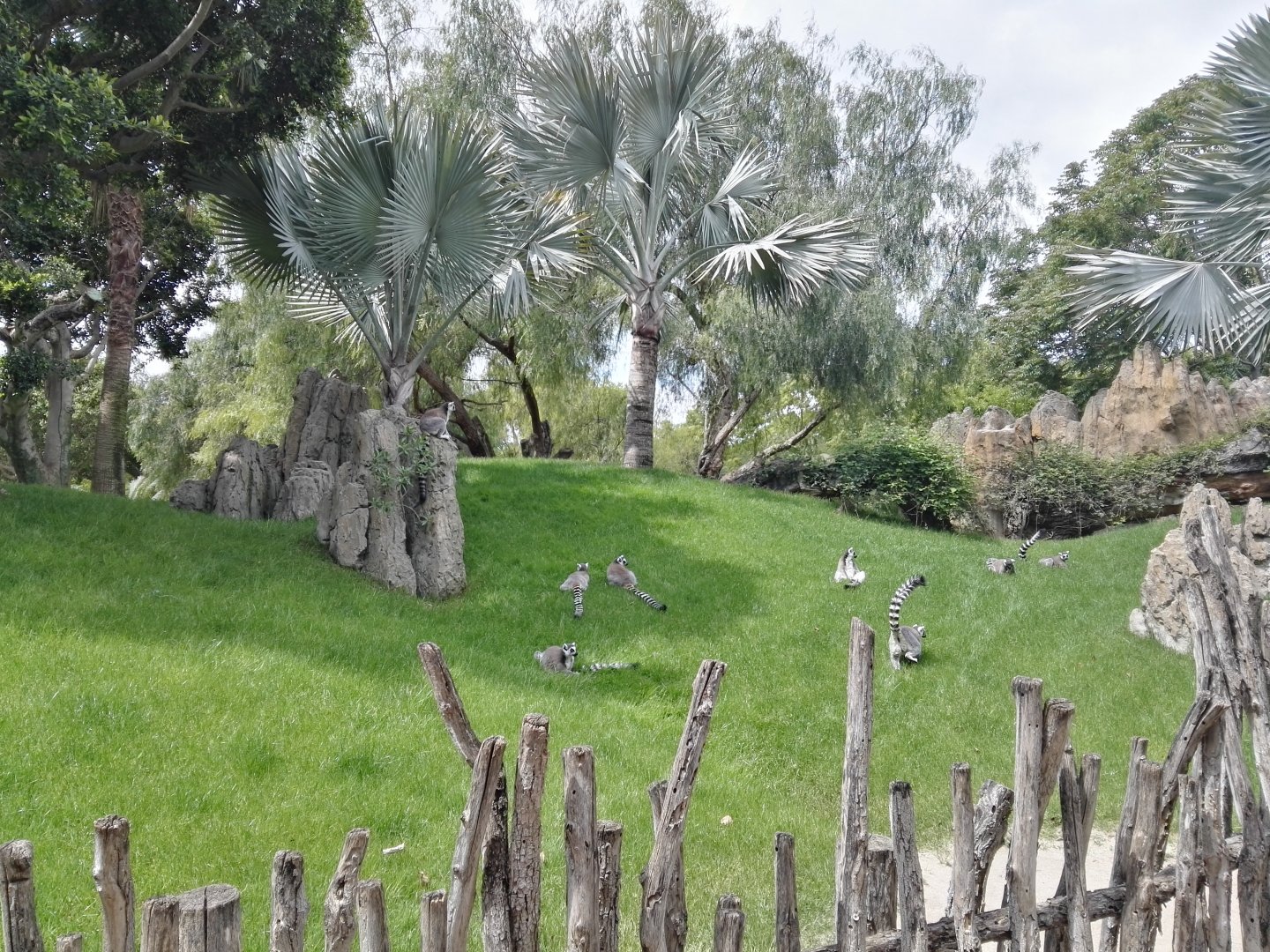 Ring-tailed Lemur walkthrough exhibit