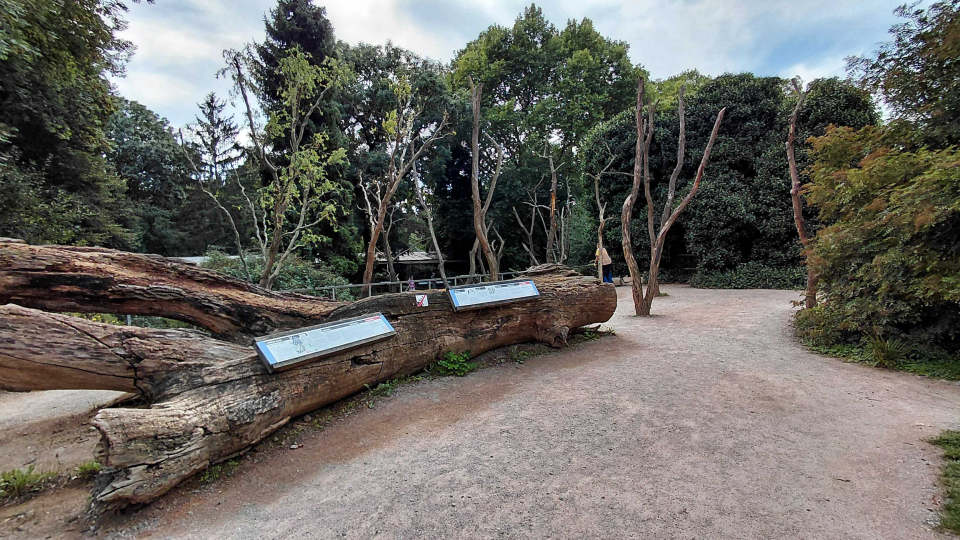 Ring-tailed lemur walkthrough exhibit