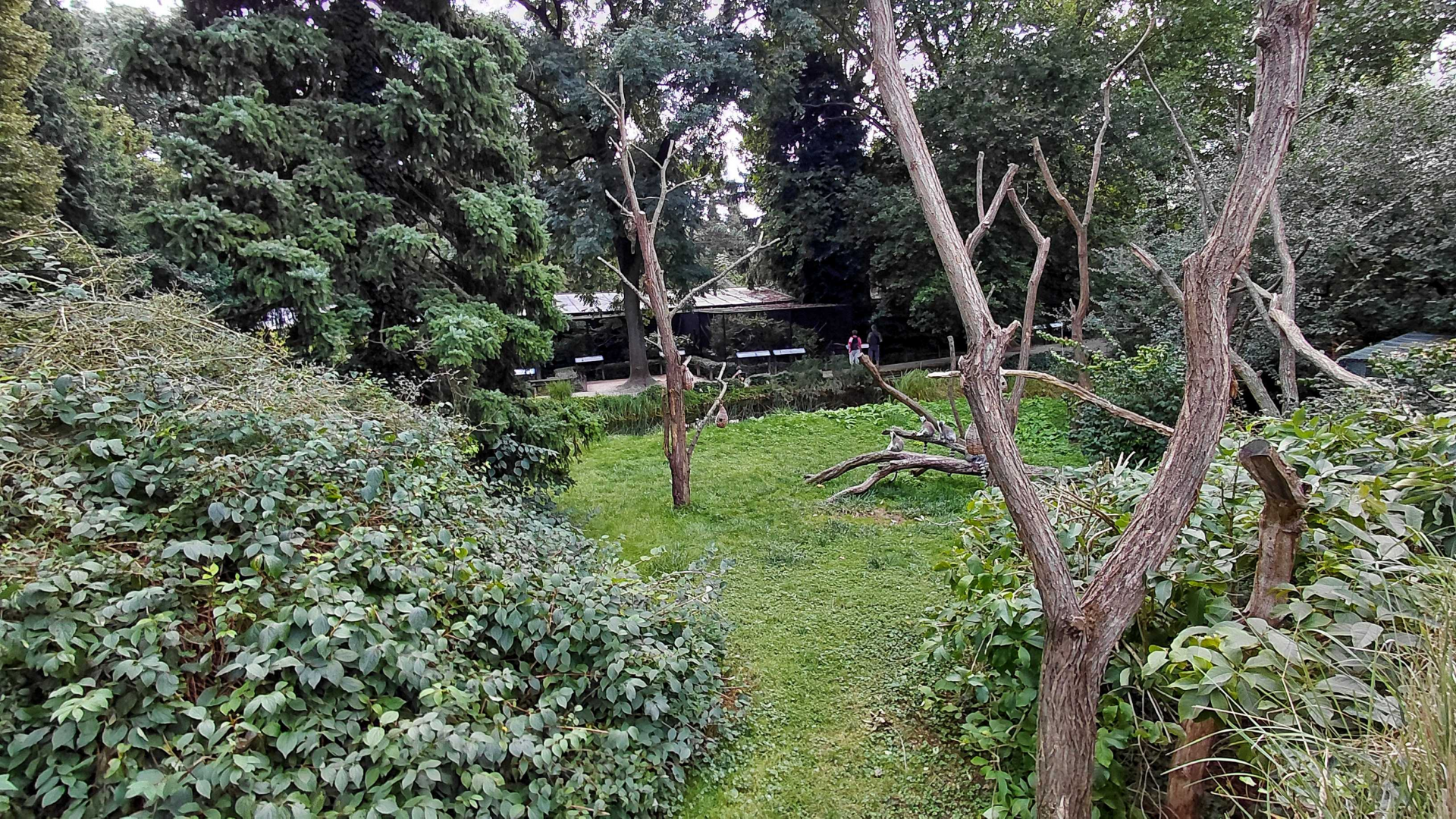 Ring-tailed lemur walkthrough exhibit