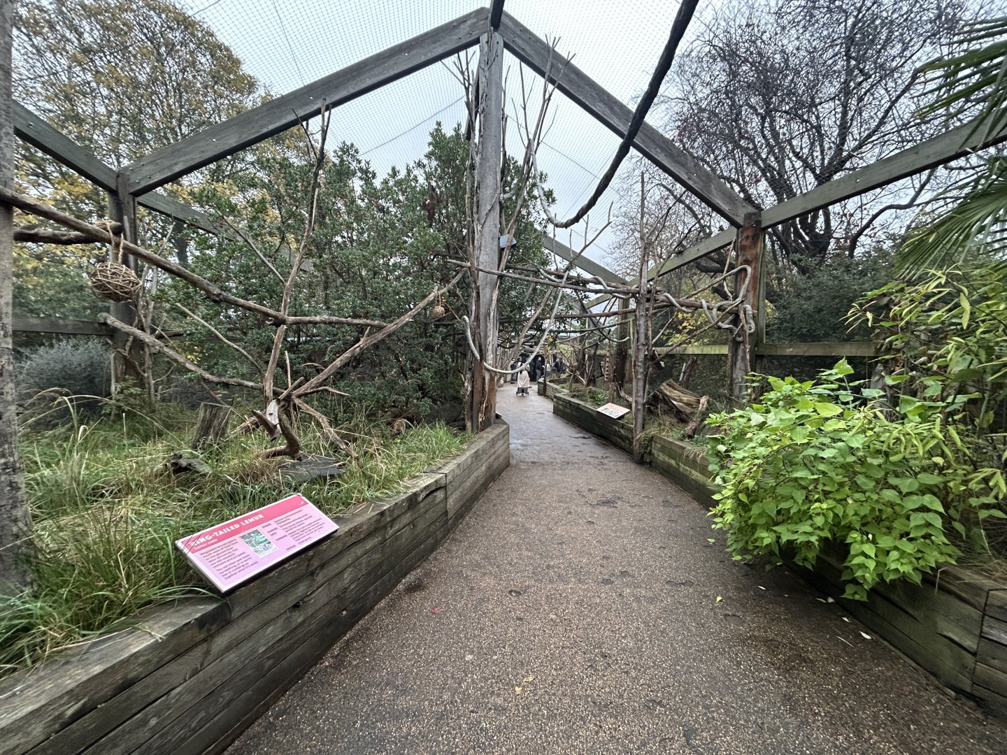Ring-tailed Lemur Walkthrough Exhibit