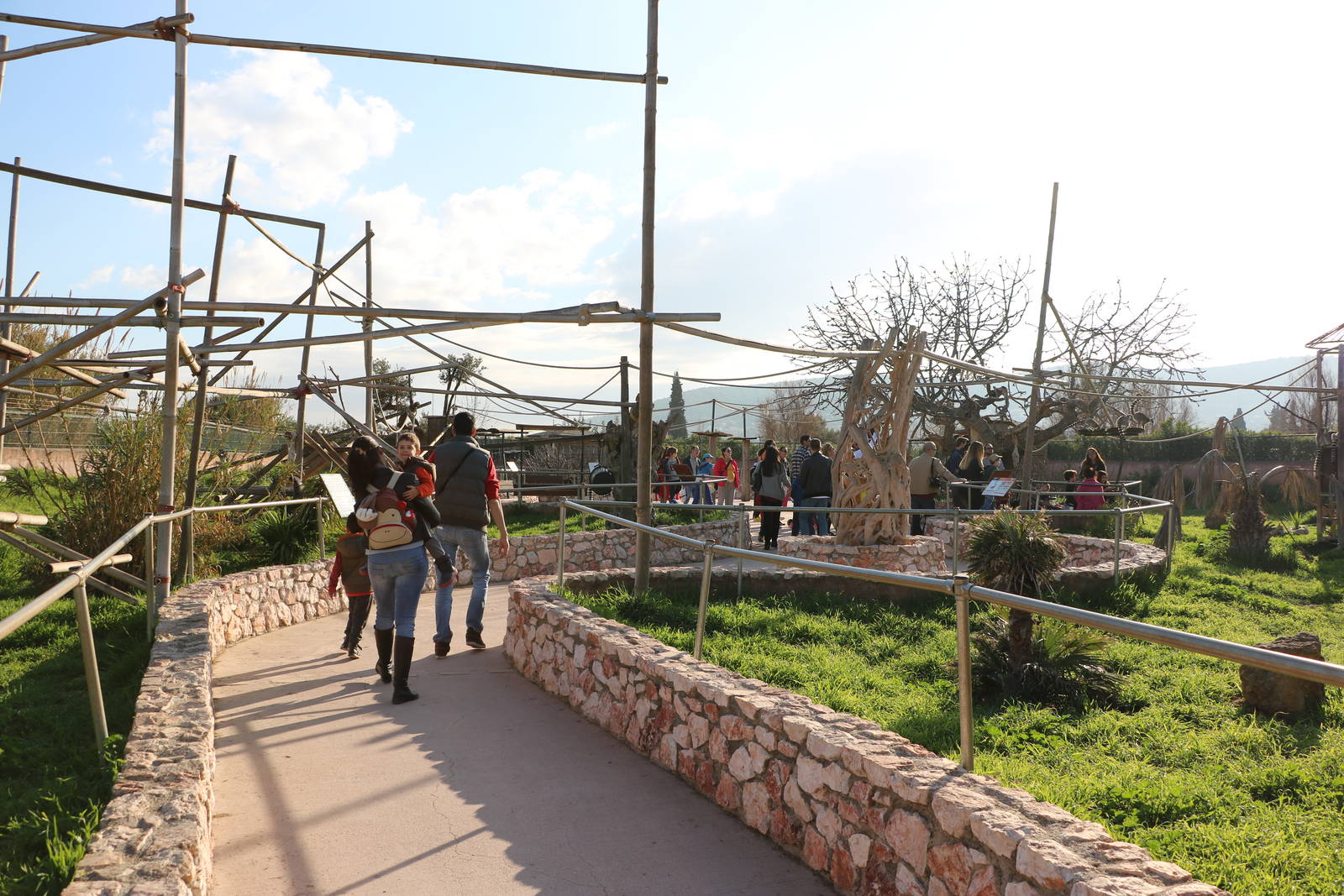 Ring-tailed lemur walkthrough, February 2016