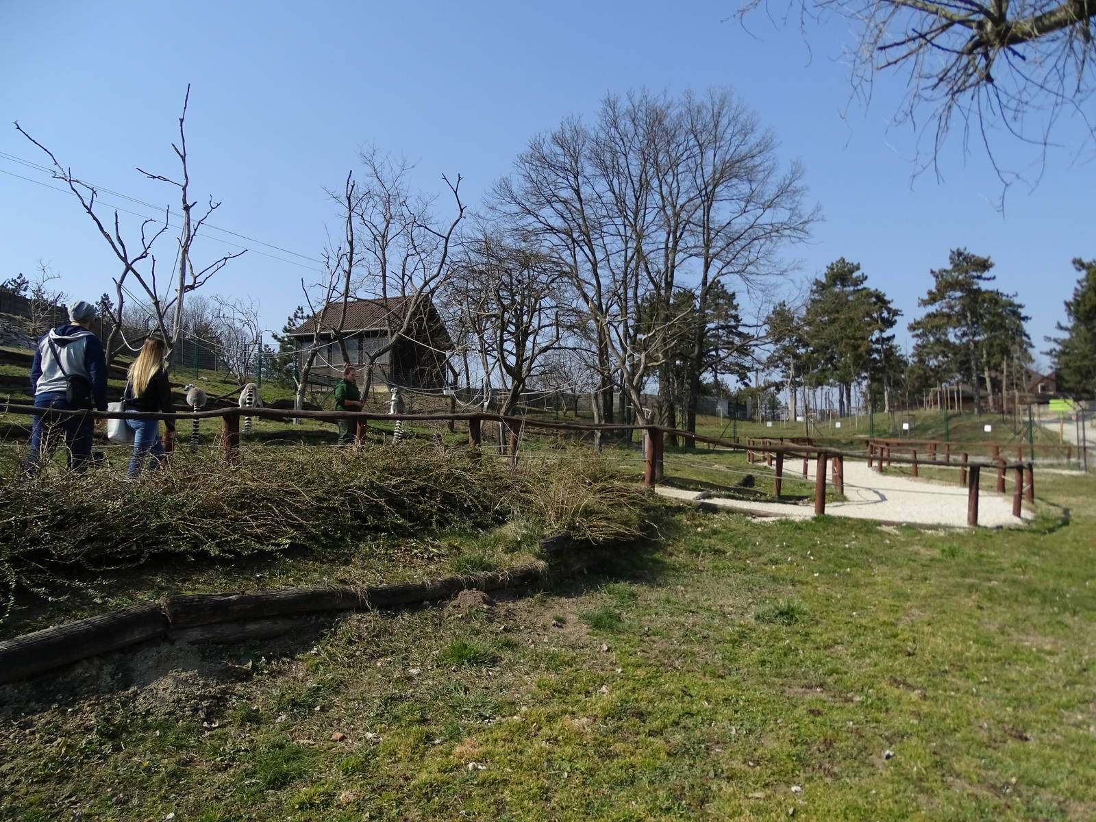 Ring-tailed lemur walkthrough