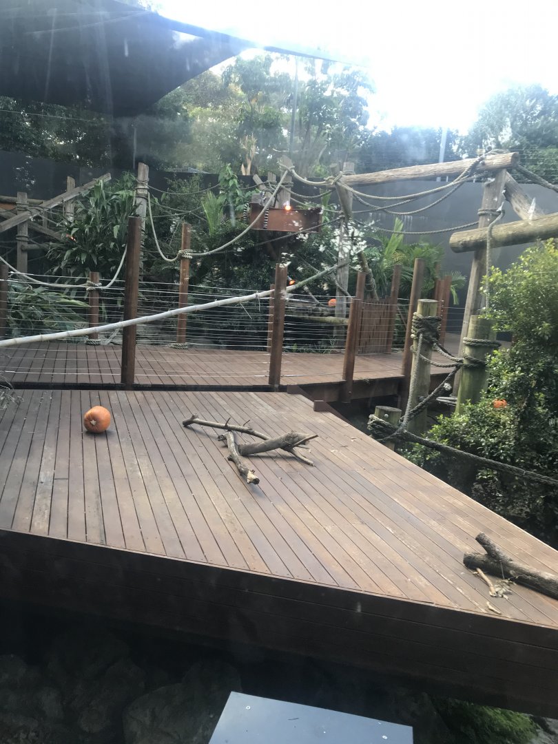 Ring Tailed Lemur Walkthrough