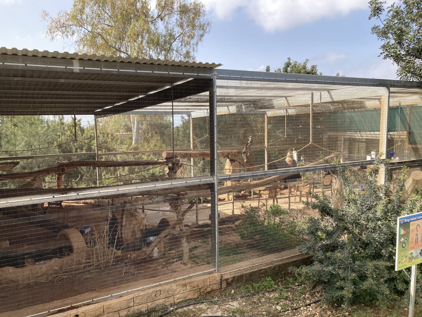 Ring tailed lemur walkthrough