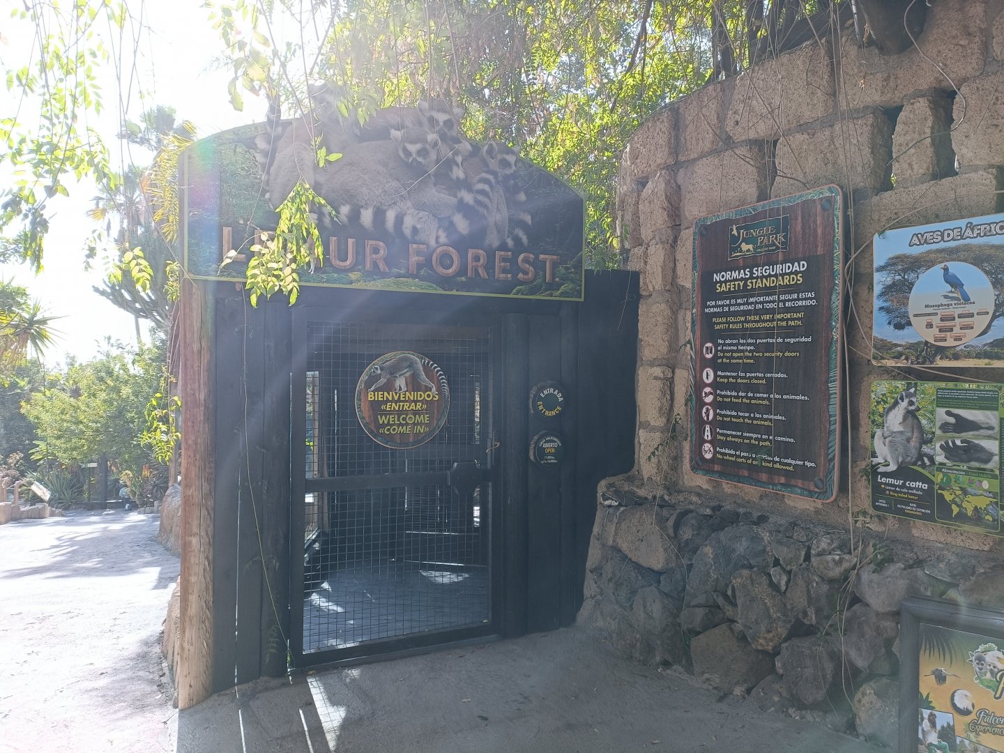 Ring-tailed lemur walkthrough