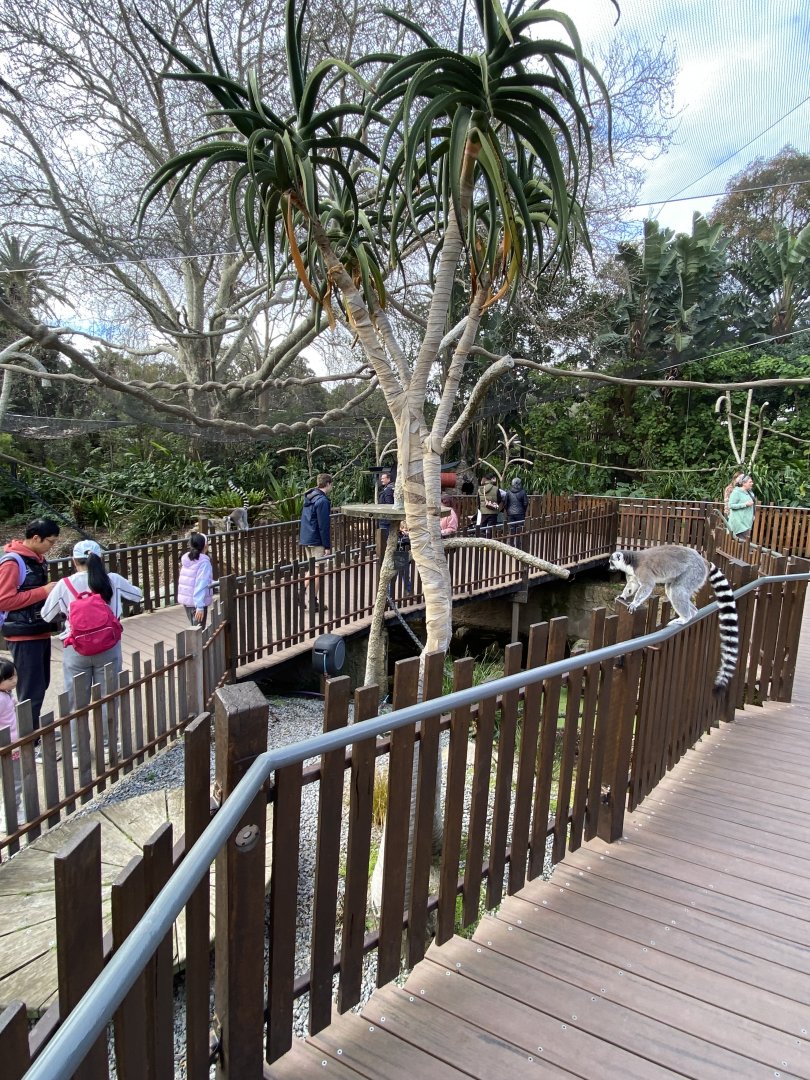 Ring Tailed Lemur Walkthrough