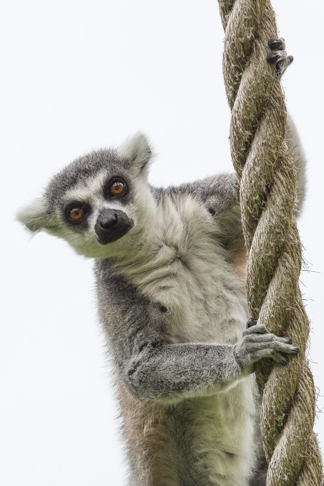 Ring-tailed lemur : Whipsnade : 05 Jul 2014