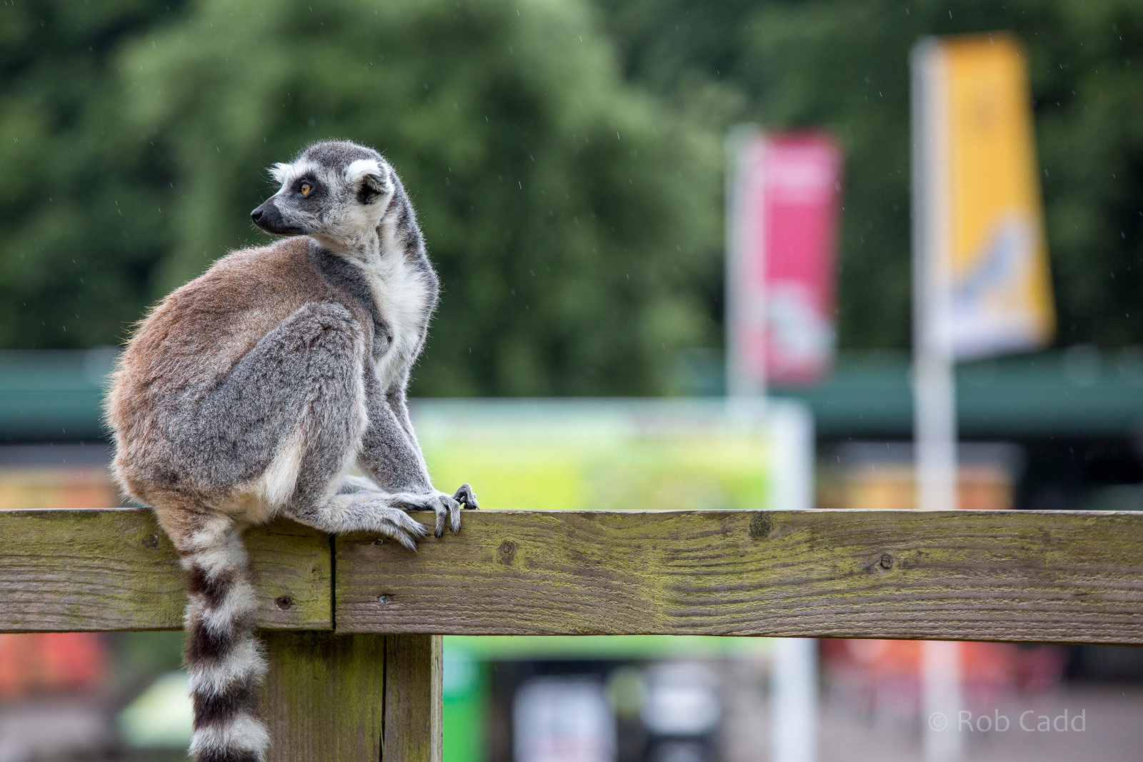 Ring-tailed lemur : Whipsnade : 05 Jul 2014