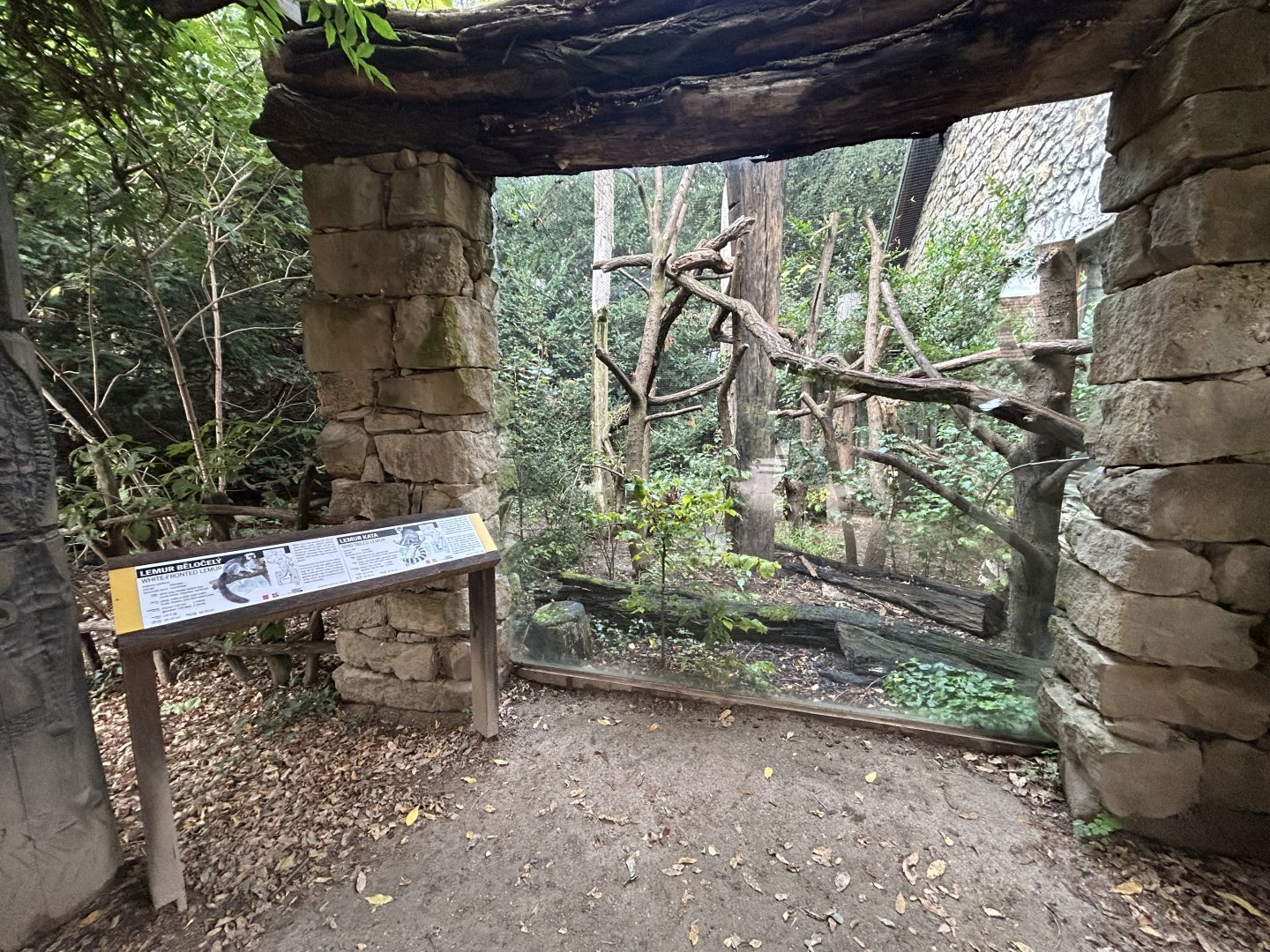 Ring-tailed Lemur & White-headed Lemur Exhibit - Africa Up Close