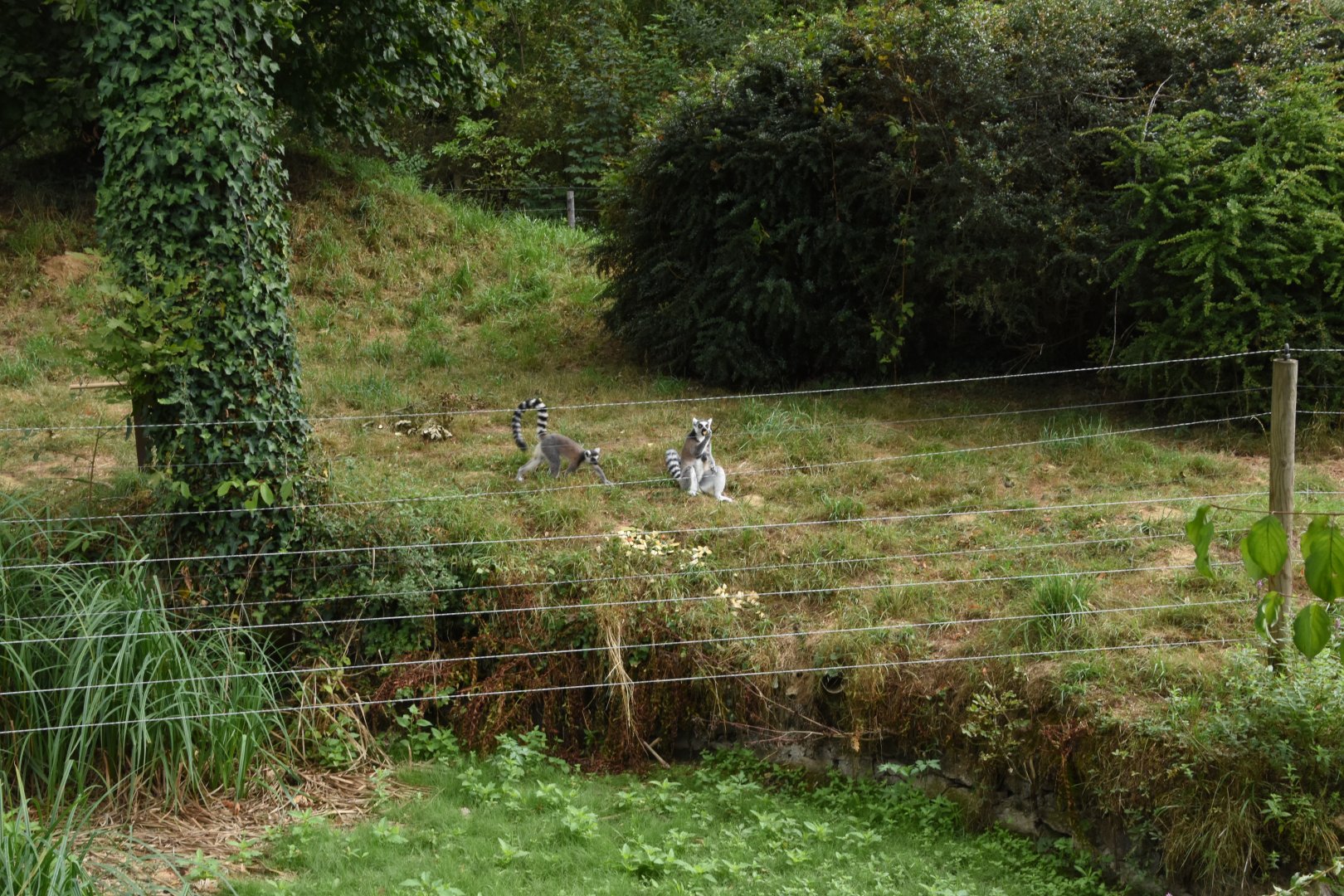 Ring-tailed lemur with a dry moat....