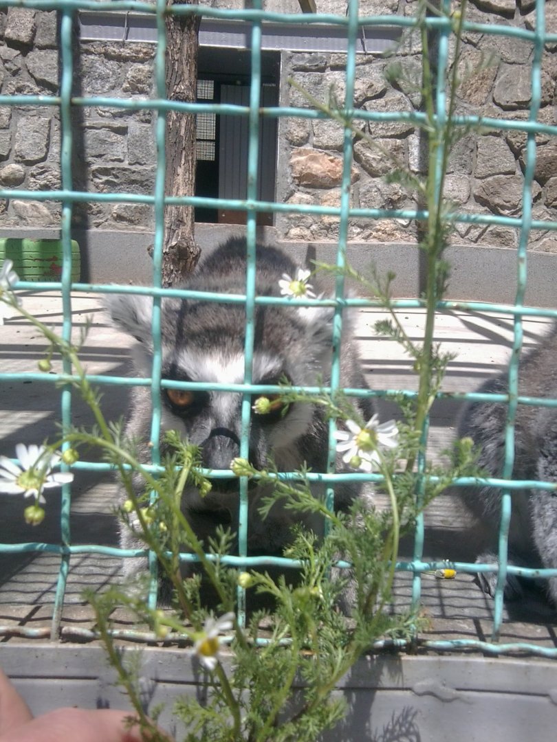 Ring-tailed lemur with a herb