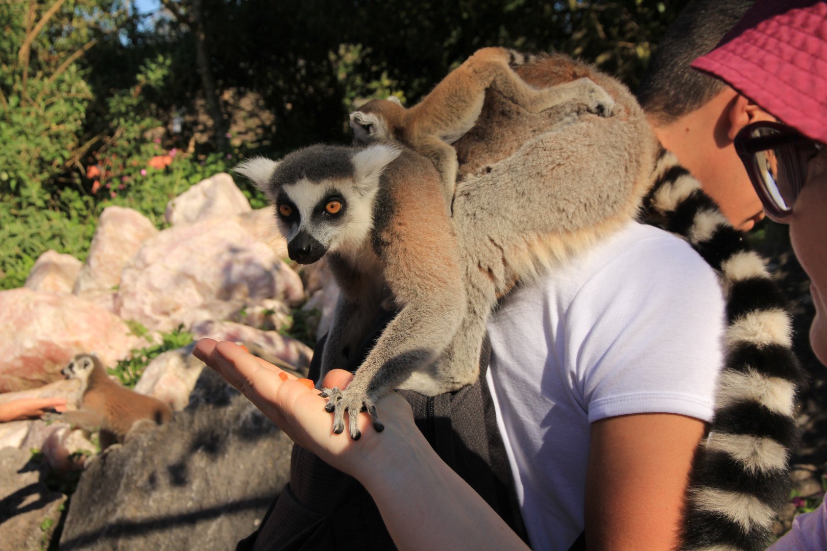 Ring-Tailed Lemur with Baby (April 2019)