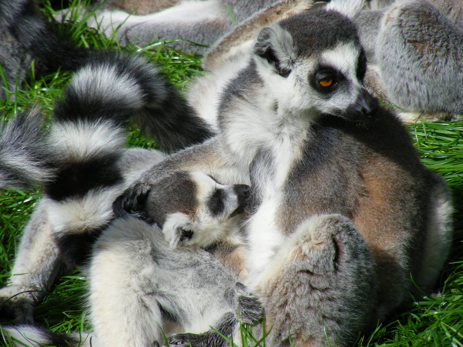 Ring-tailed lemur with baby at Africa Alive!, 13 September 2010