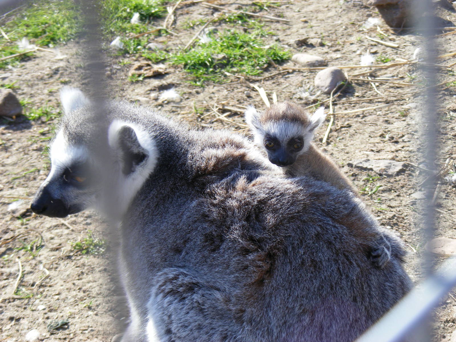 Ring-tailed lemur with baby at Fife Animal Park, 18 May 2010