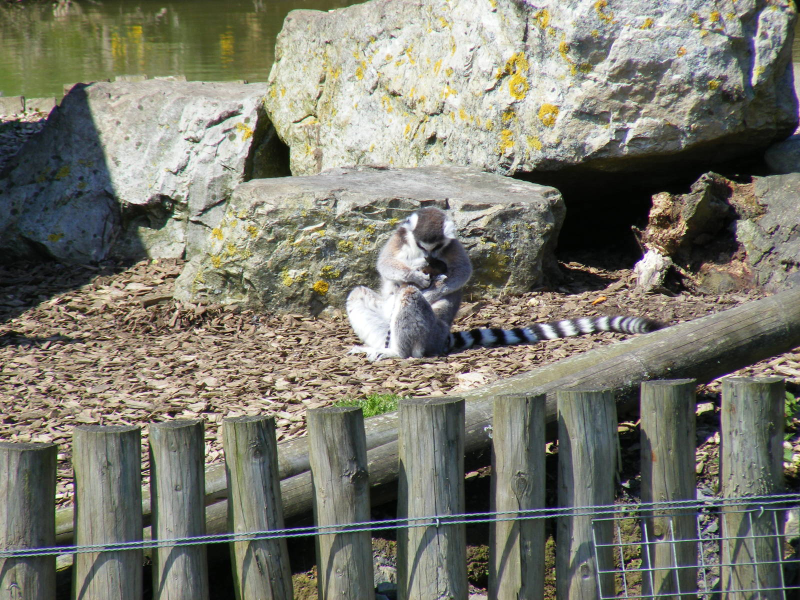 Ring-tailed lemur with baby at Folly Farm Zoo, 2 May 2010