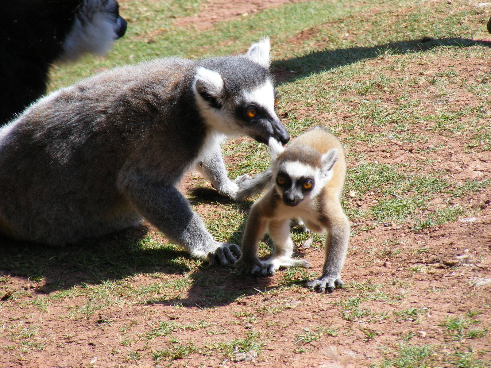 Ring-tailed lemur with baby at South Lakes Wild Animal Park, 23 May 2010